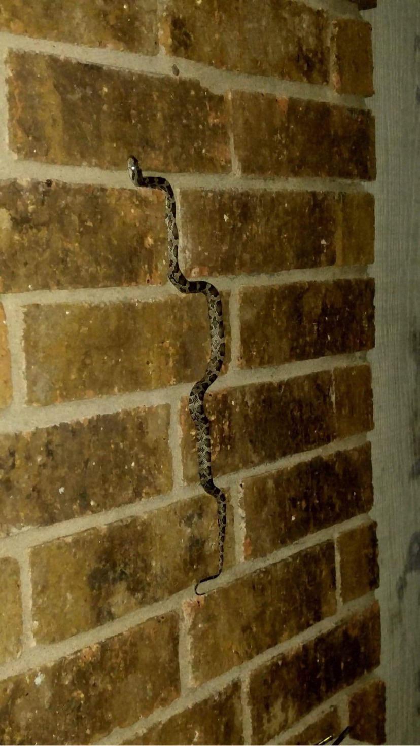 This snake Tetrising itself while climbing wall r/mildlyinteresting