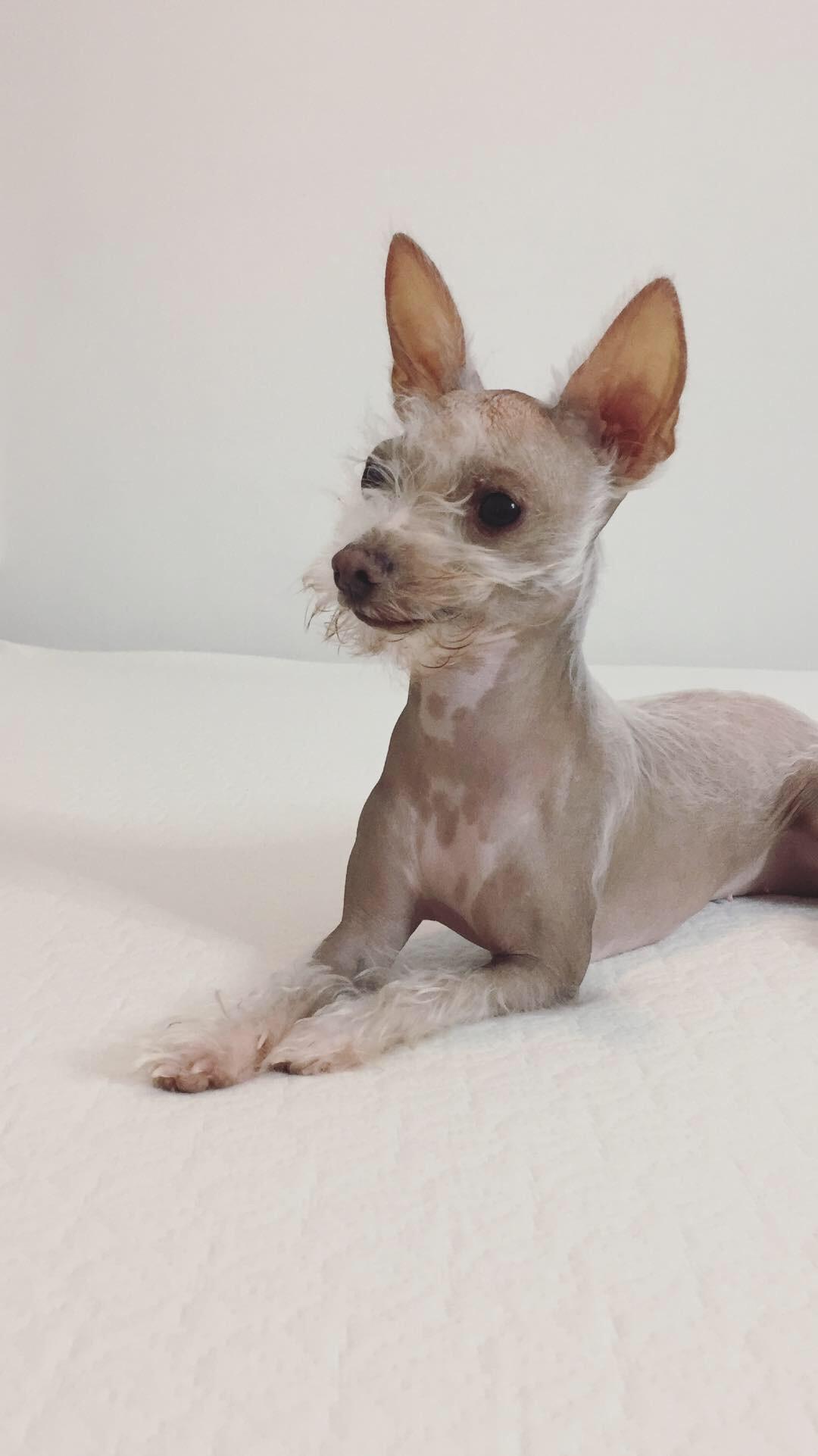 29+ Hairless Chihuahua Pictures Image Bleumoonproductions