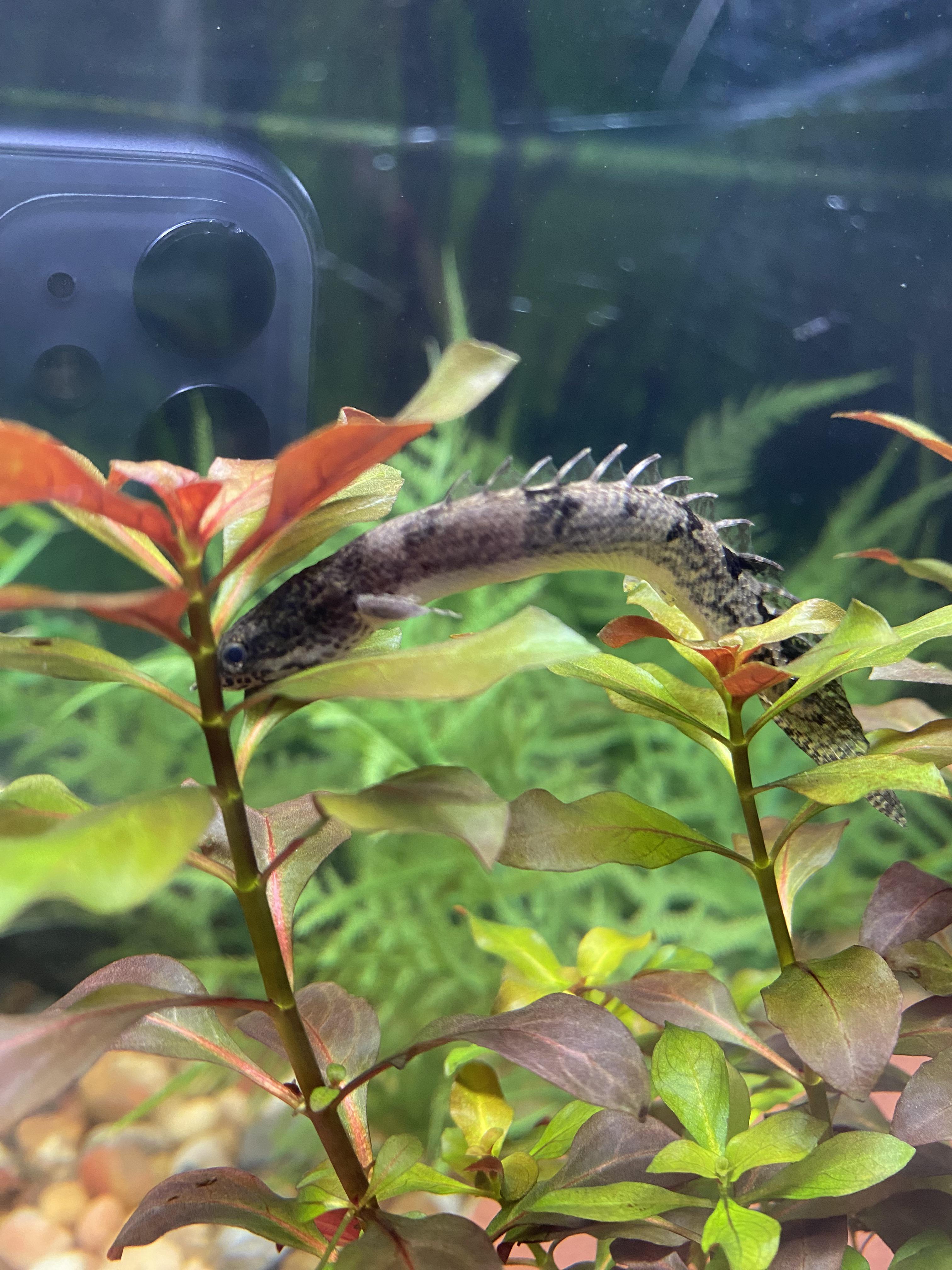 How to secure a cork rounds to the bottom of an aquarium?? r/Aquascape