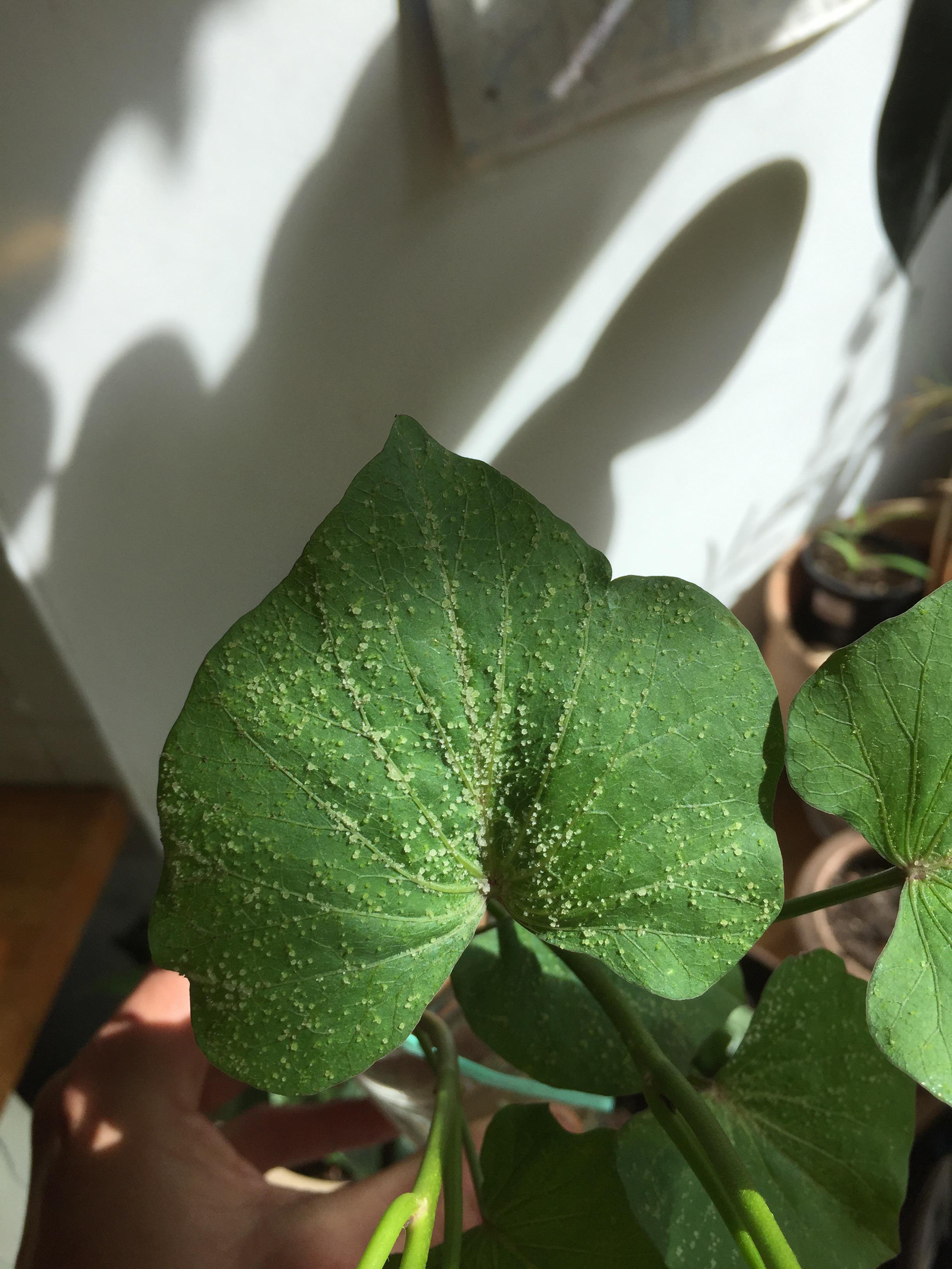 What are these white spots on this sweet potato plant? r/plantclinic