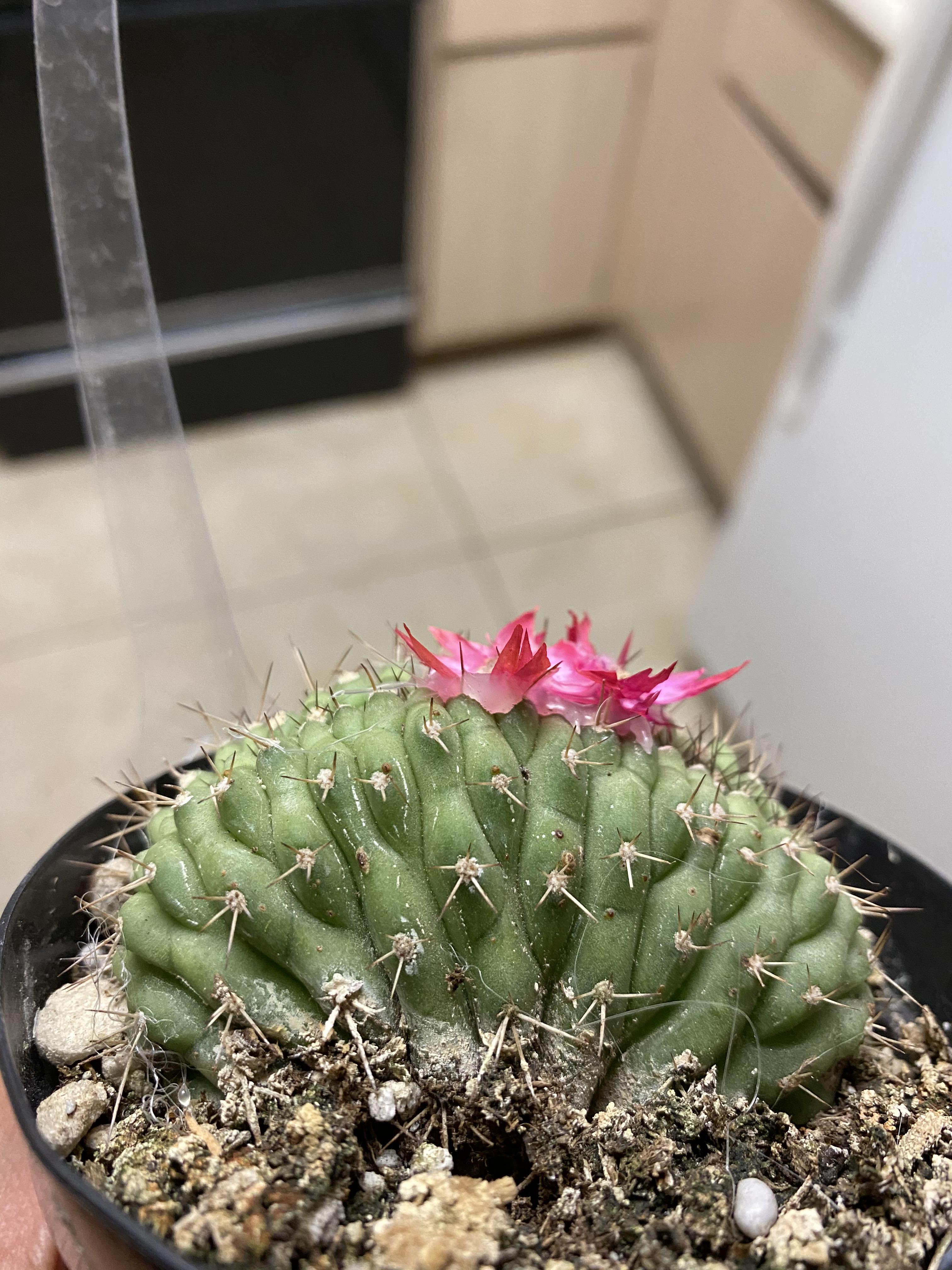 Can anyone help ID? Altman’s plants really has to stop with the fake