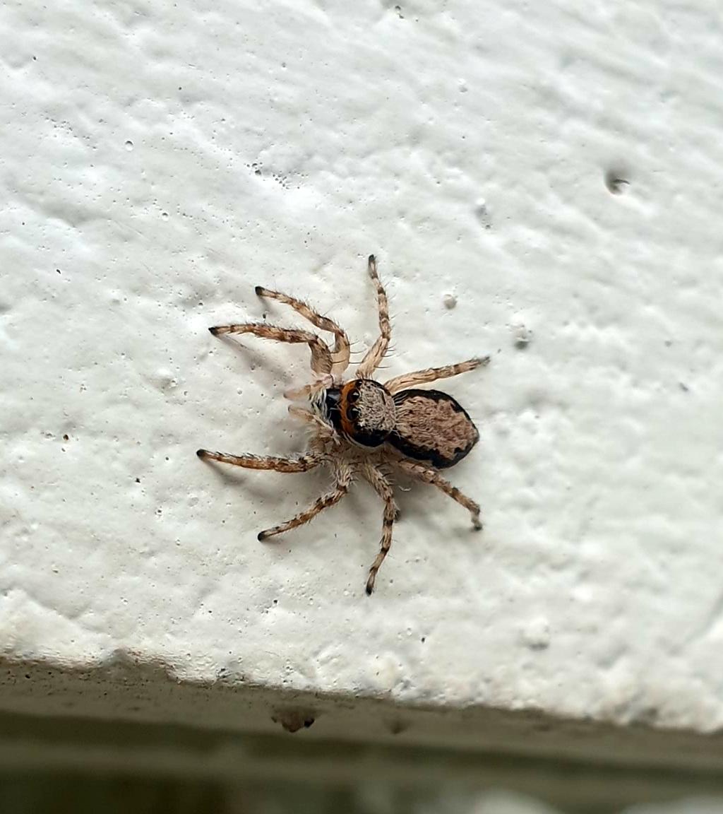 Male Grey Wall Jumper, Menemerus bivittatus. I love his lil orange face