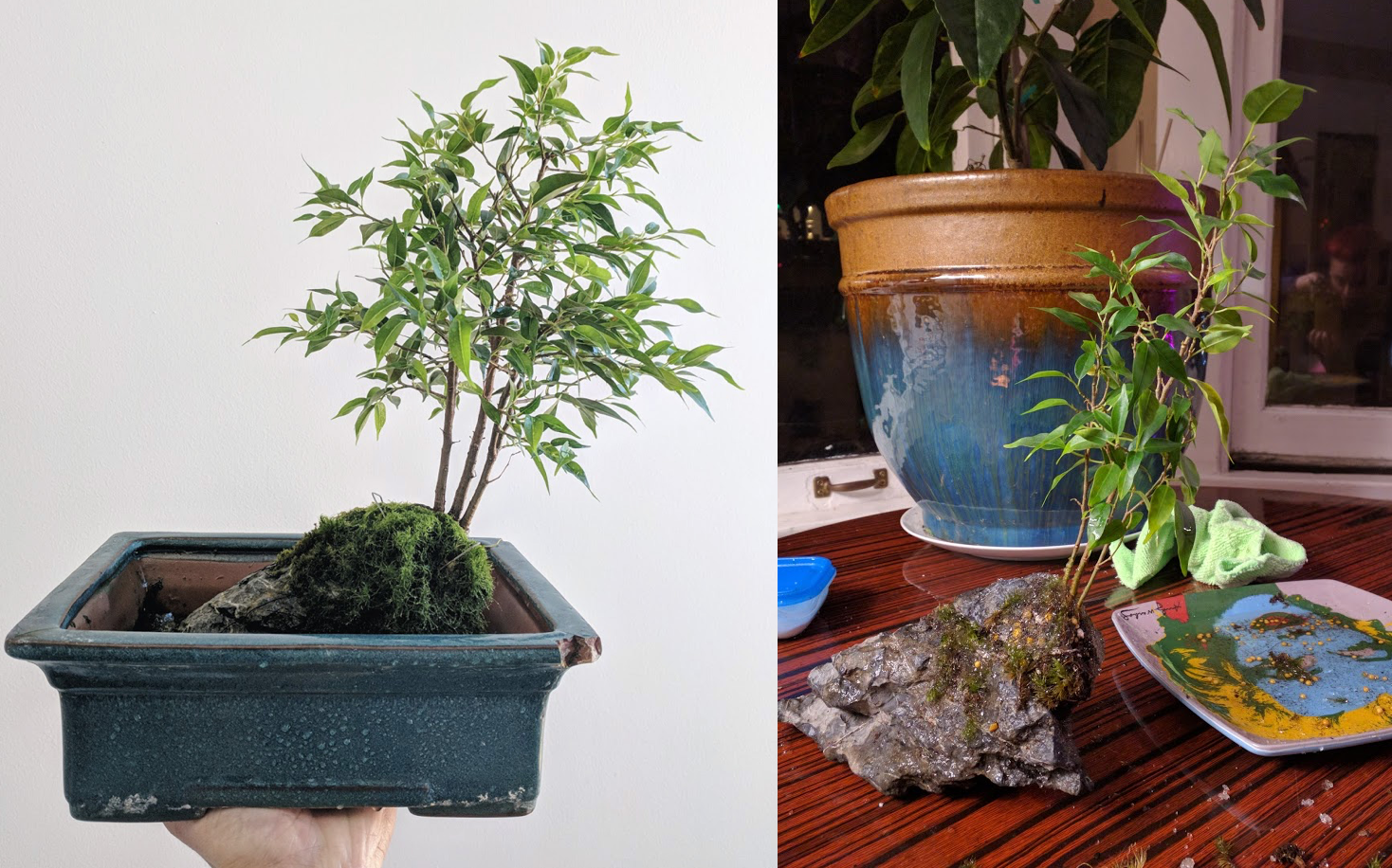 Root over rock 1 year progress Benjamina Ficus r/Bonsai