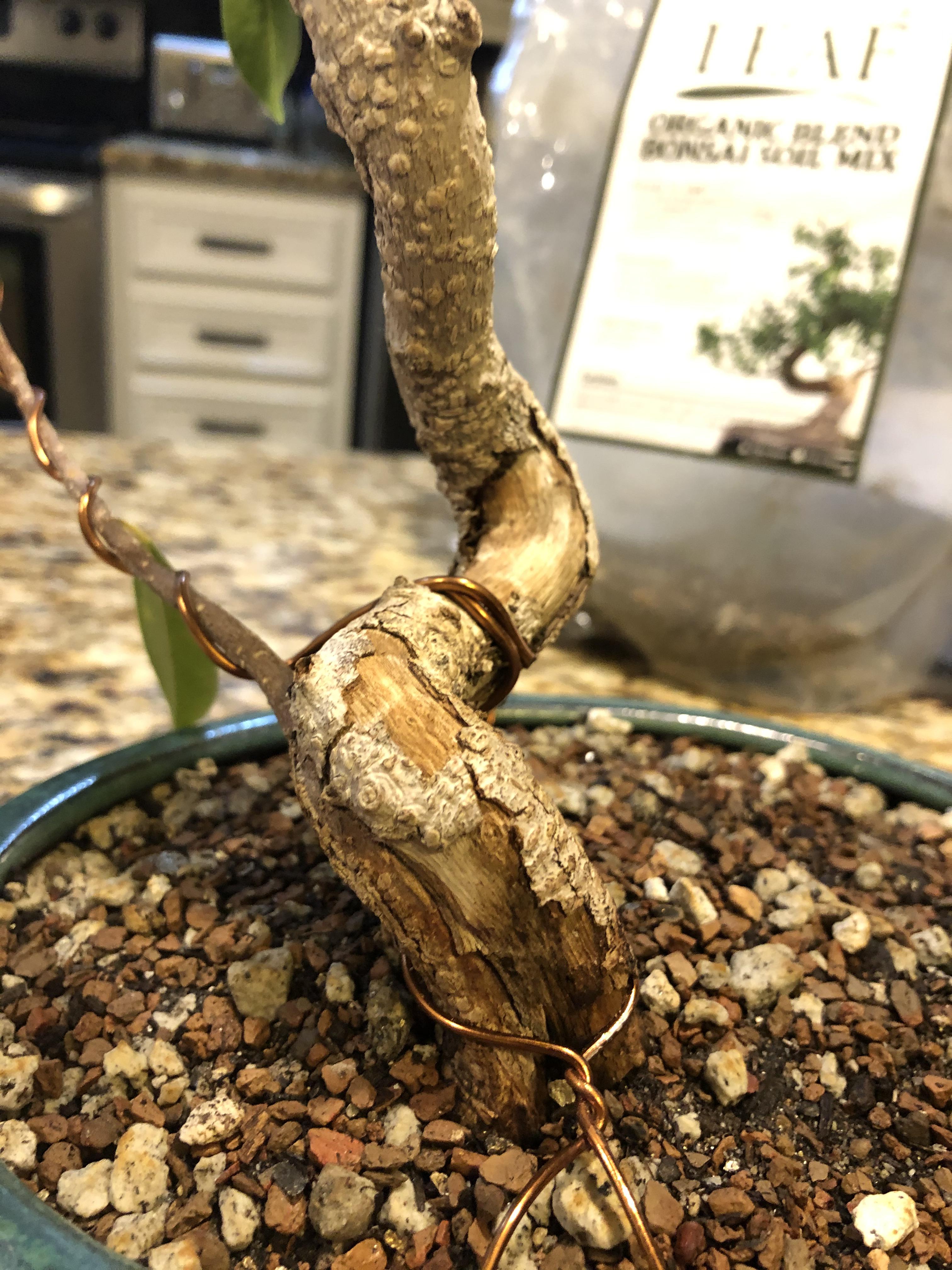 Why has the trunk of my ficus done this? Is it gonna die? r/Bonsai