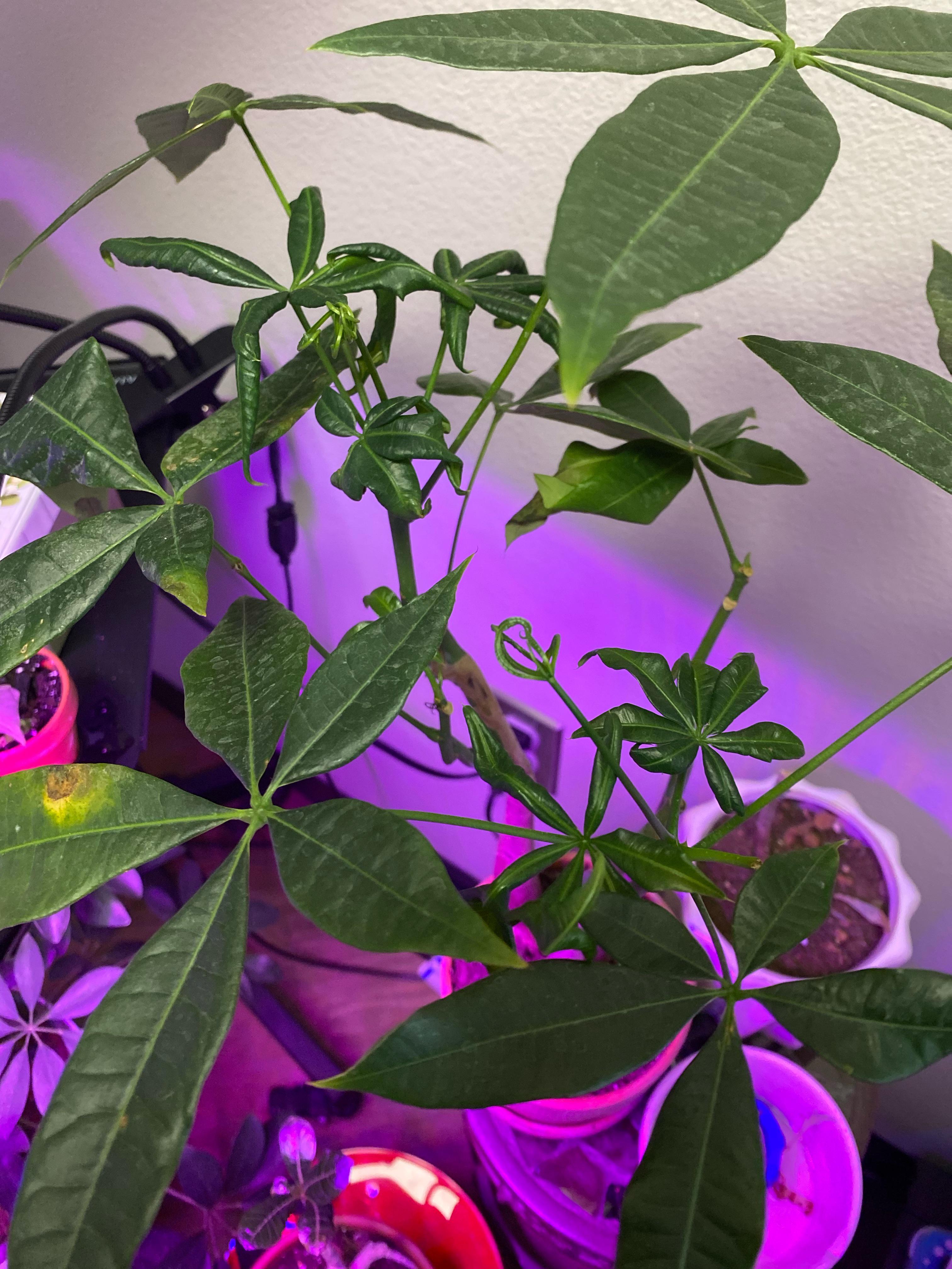 Why isn’t my money tree thriving? (New leaves) r/plantclinic