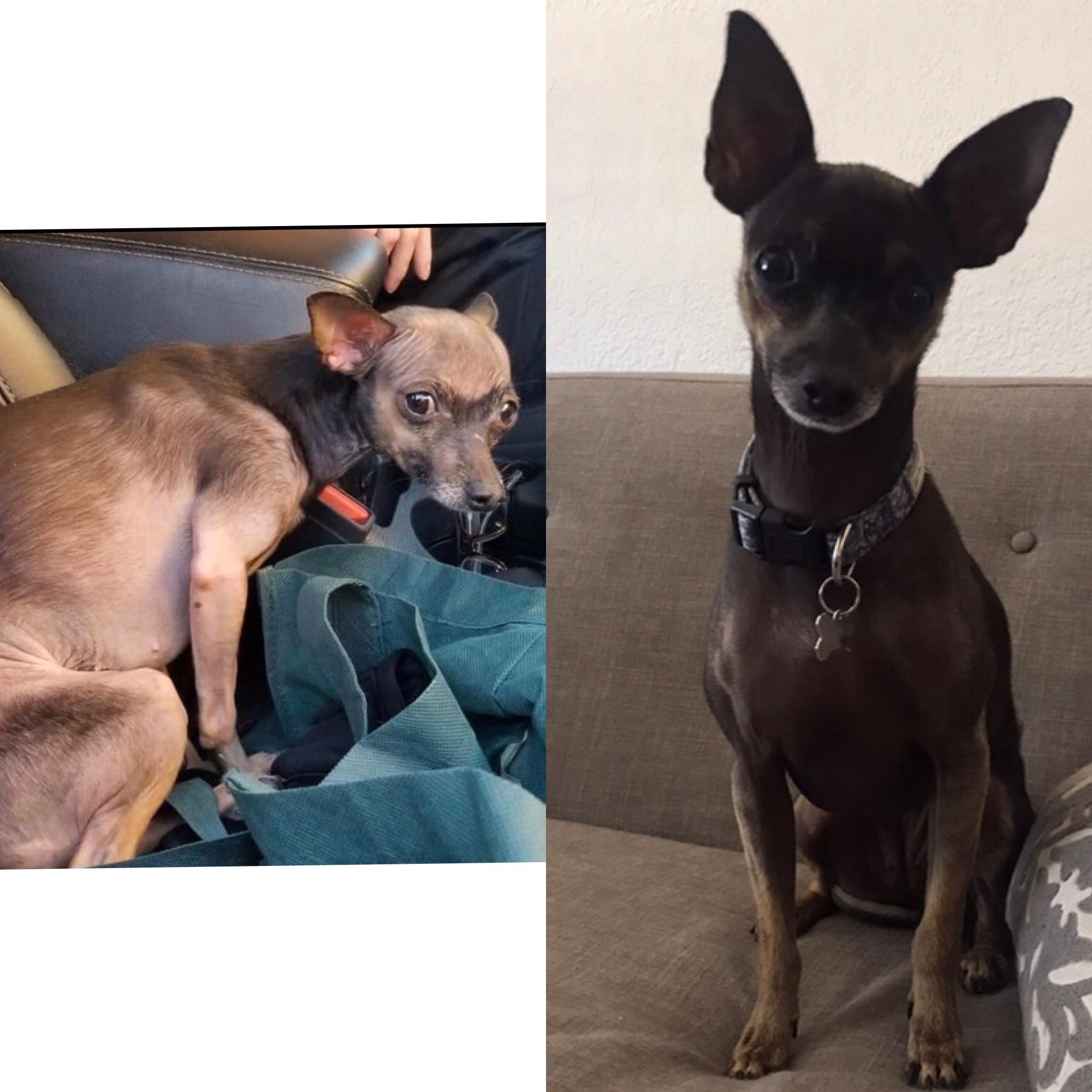 After less than 60 days of TLC r/BeforeNAfterAdoption