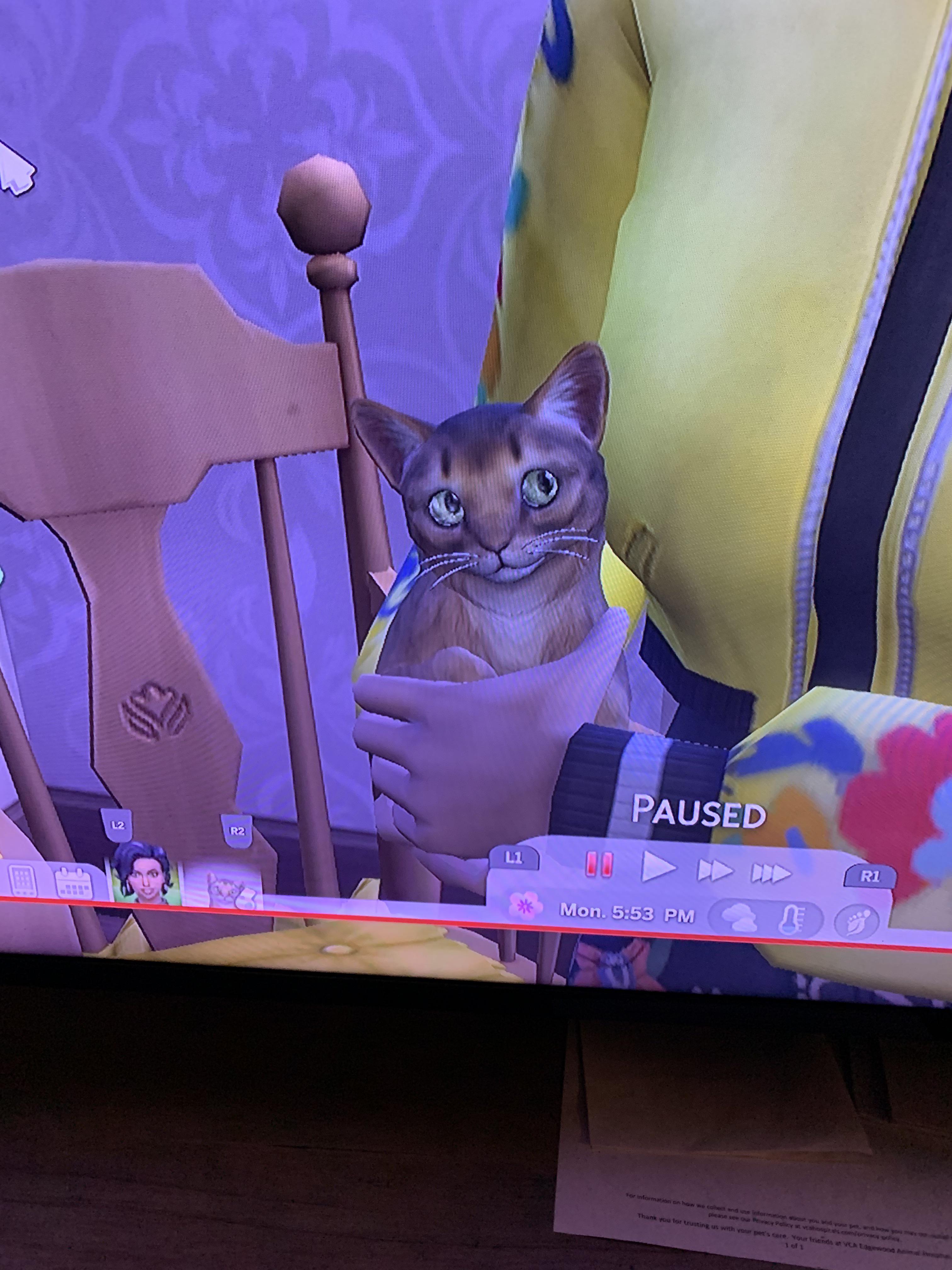 I get so attached to the pets in my game! 🥰 Off to vet’s to buy anti