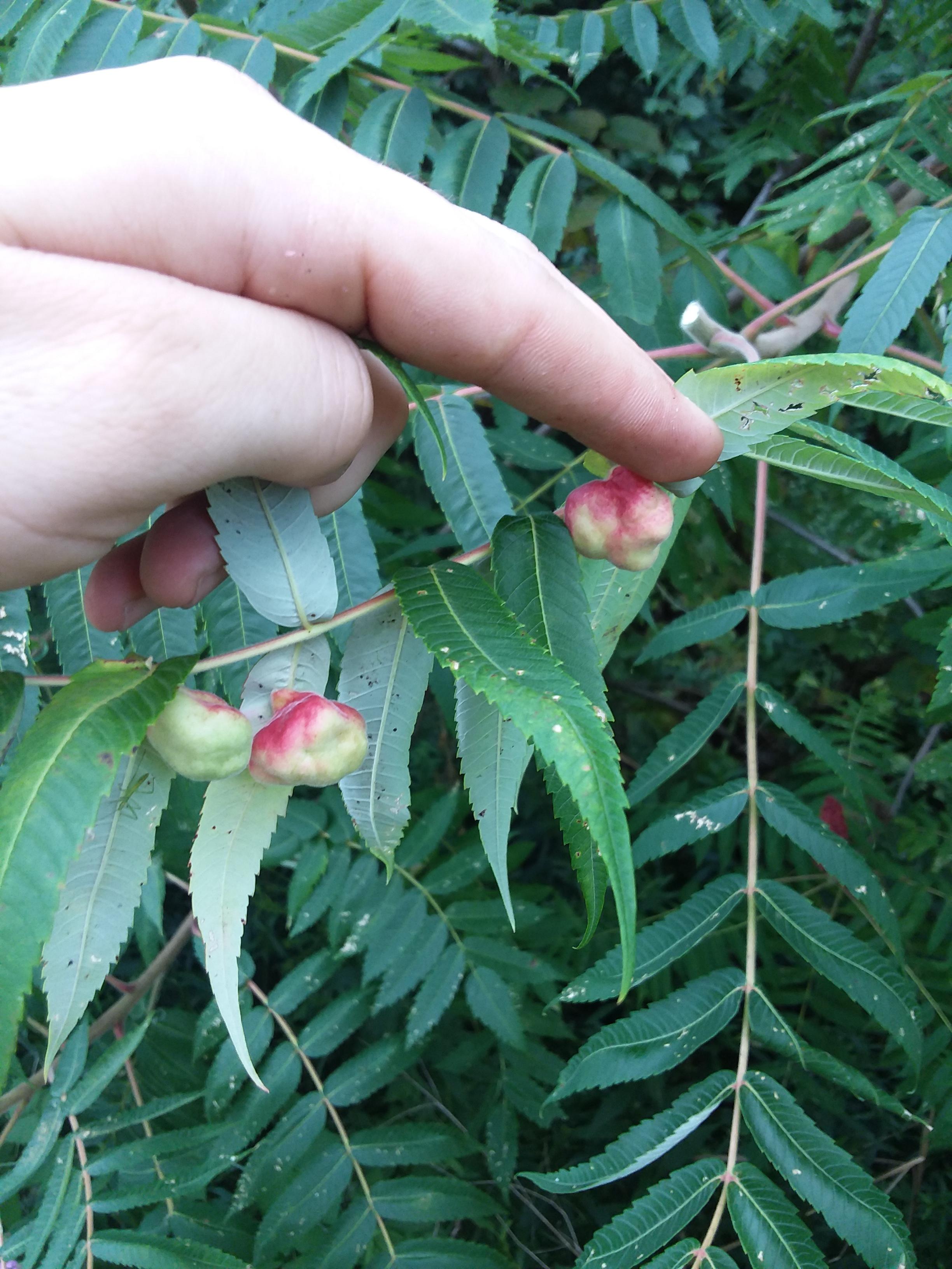 Please help identify this growth on this Staghorn Sumac in upstate ny. r/foraging