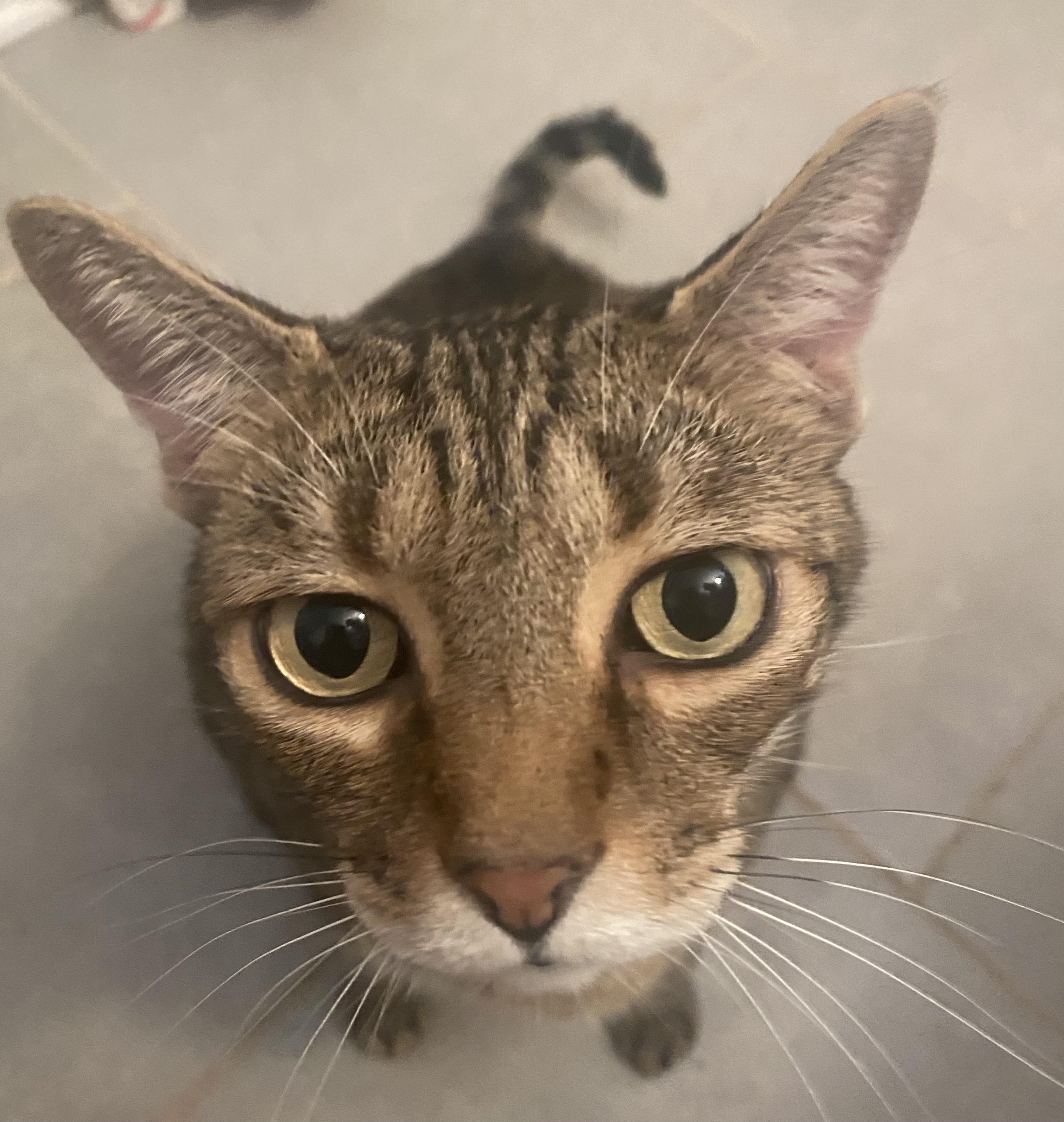 Bathroom attendant is attending. r/cats