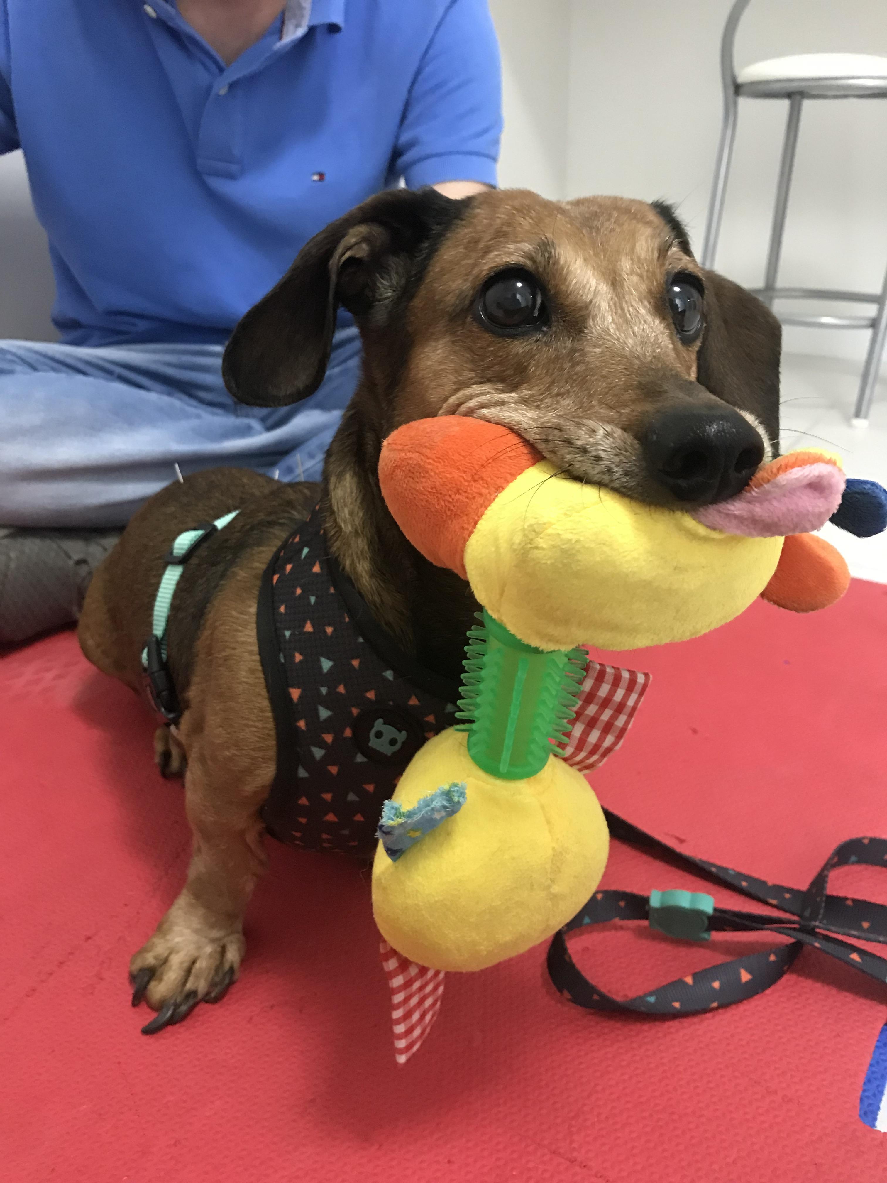 so my dog does acupuncture to help her back pain, here are some pics