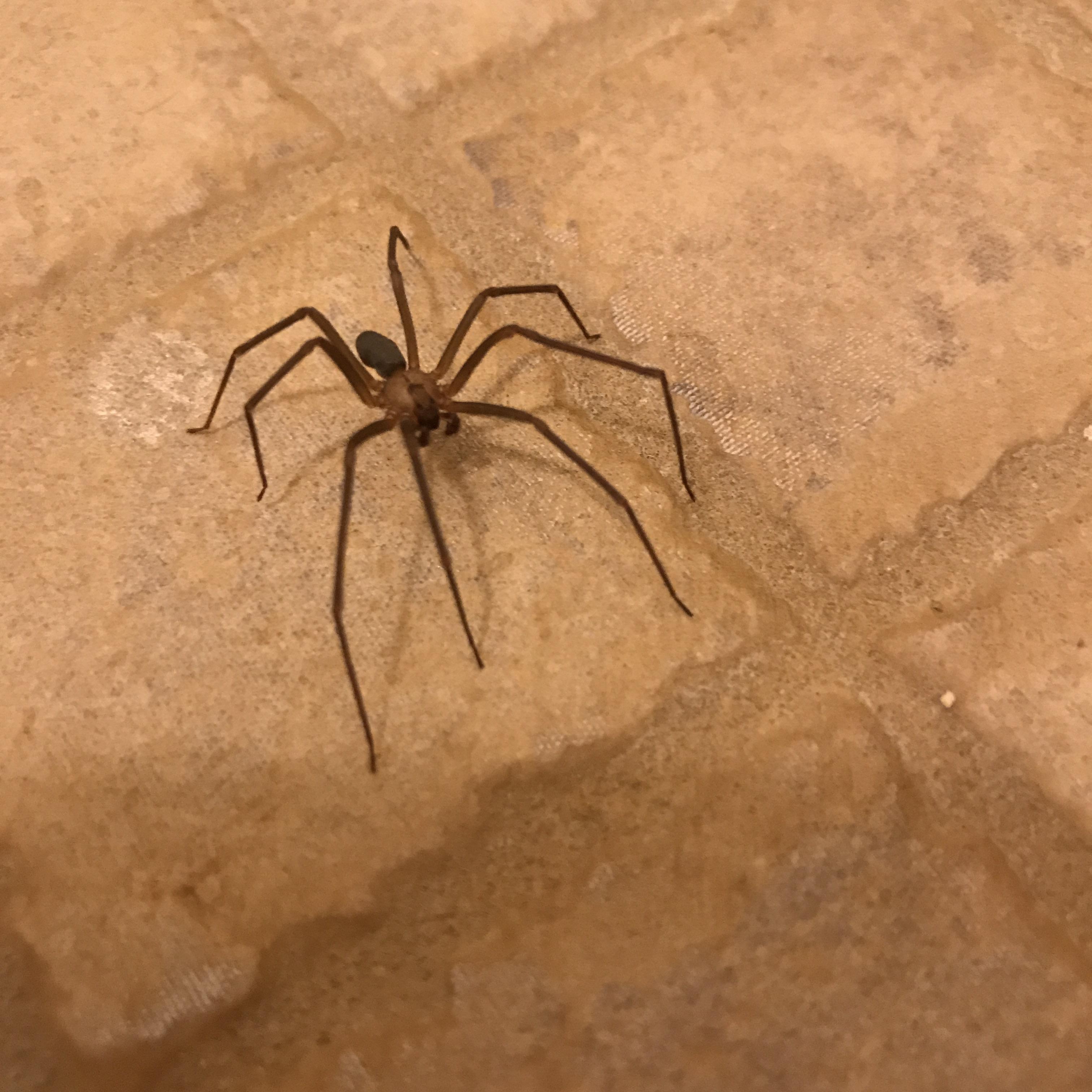 Is this friendly spider a brown recluse? (Kansas) r/spiderbro
