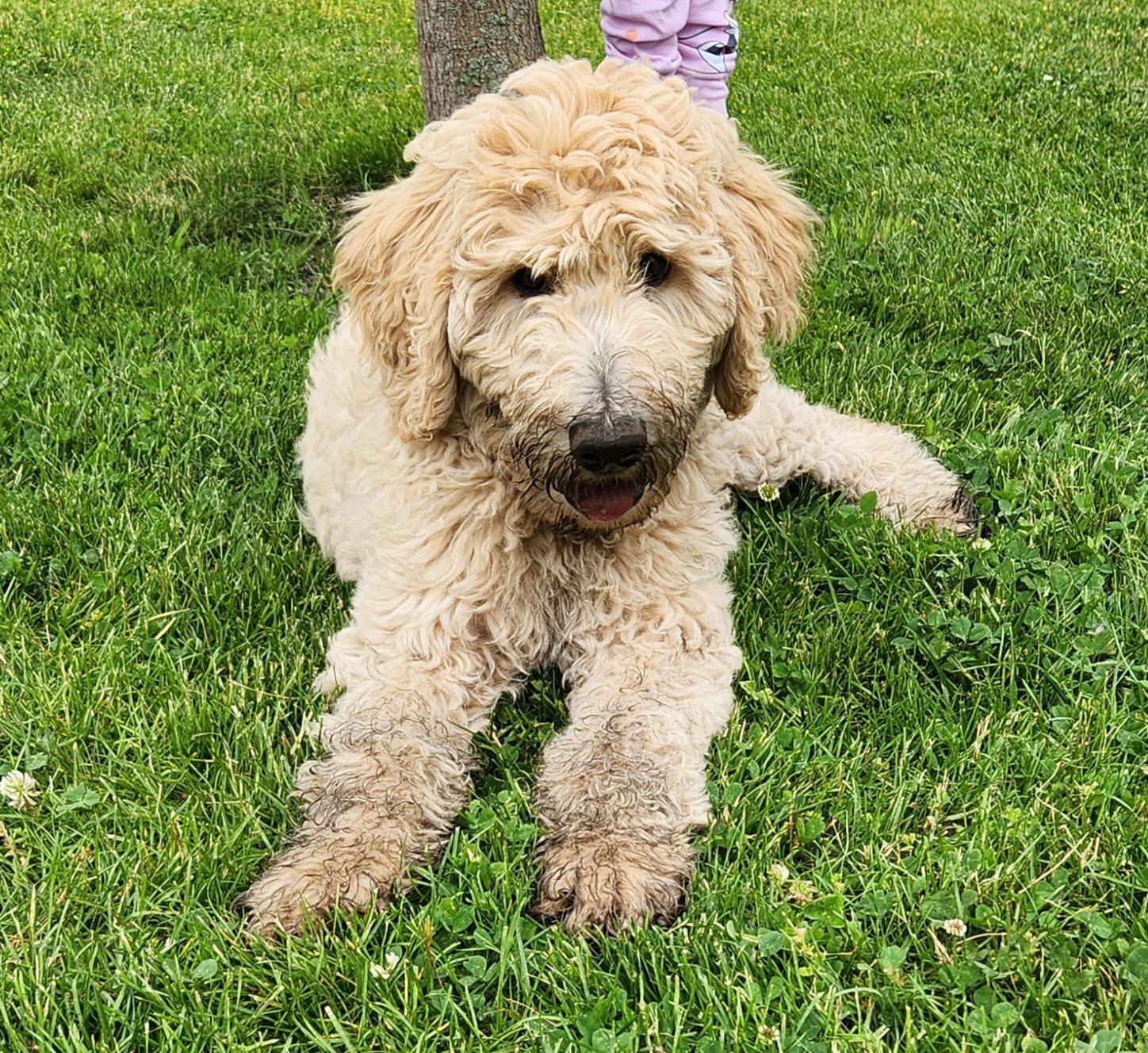 Best Shock Collar For Goldendoodle Hot Sale www.danzhao.cc