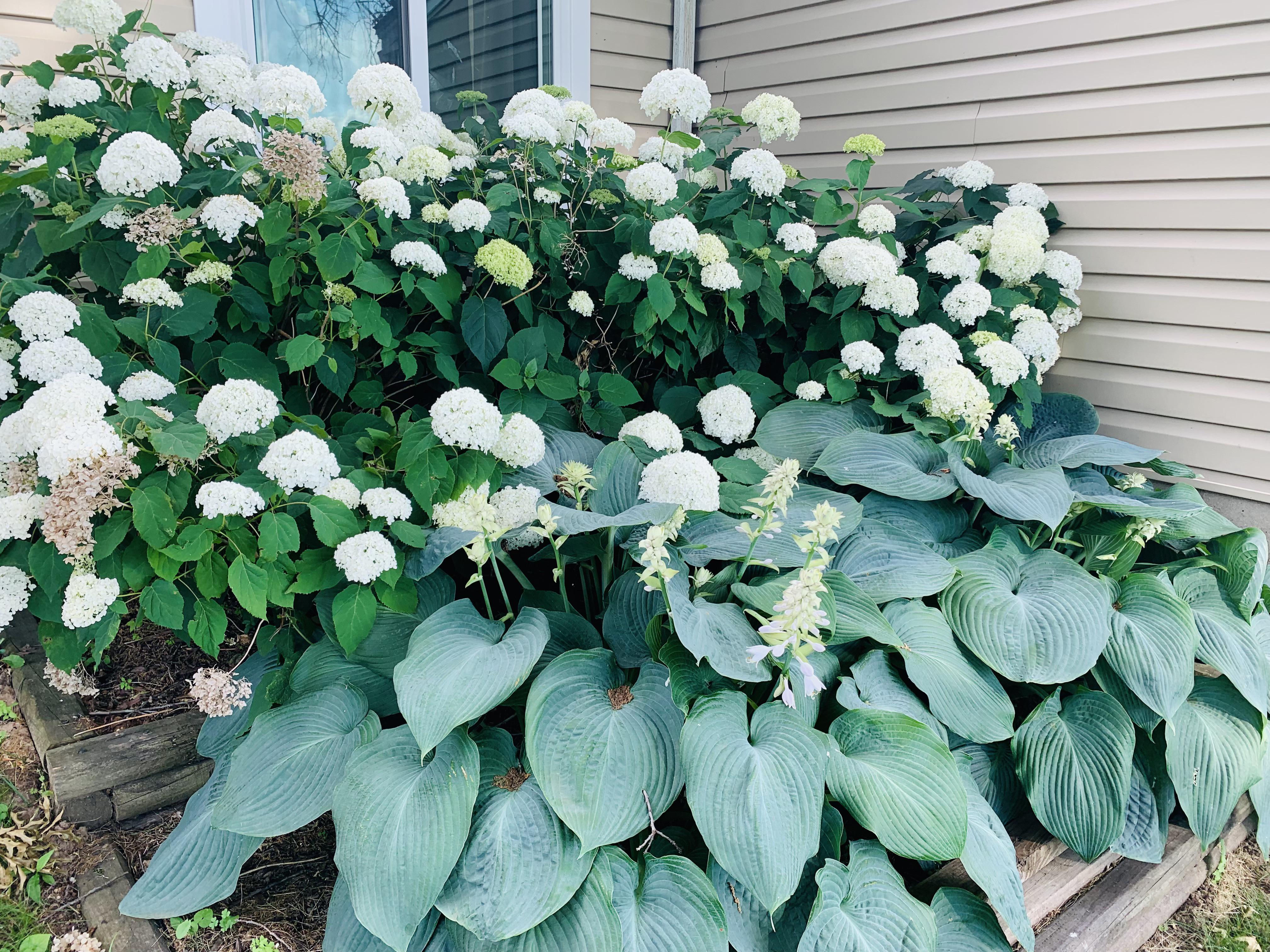 Snowball hydrangeas and elephant ear hostas (beds are 4 feet deep) r