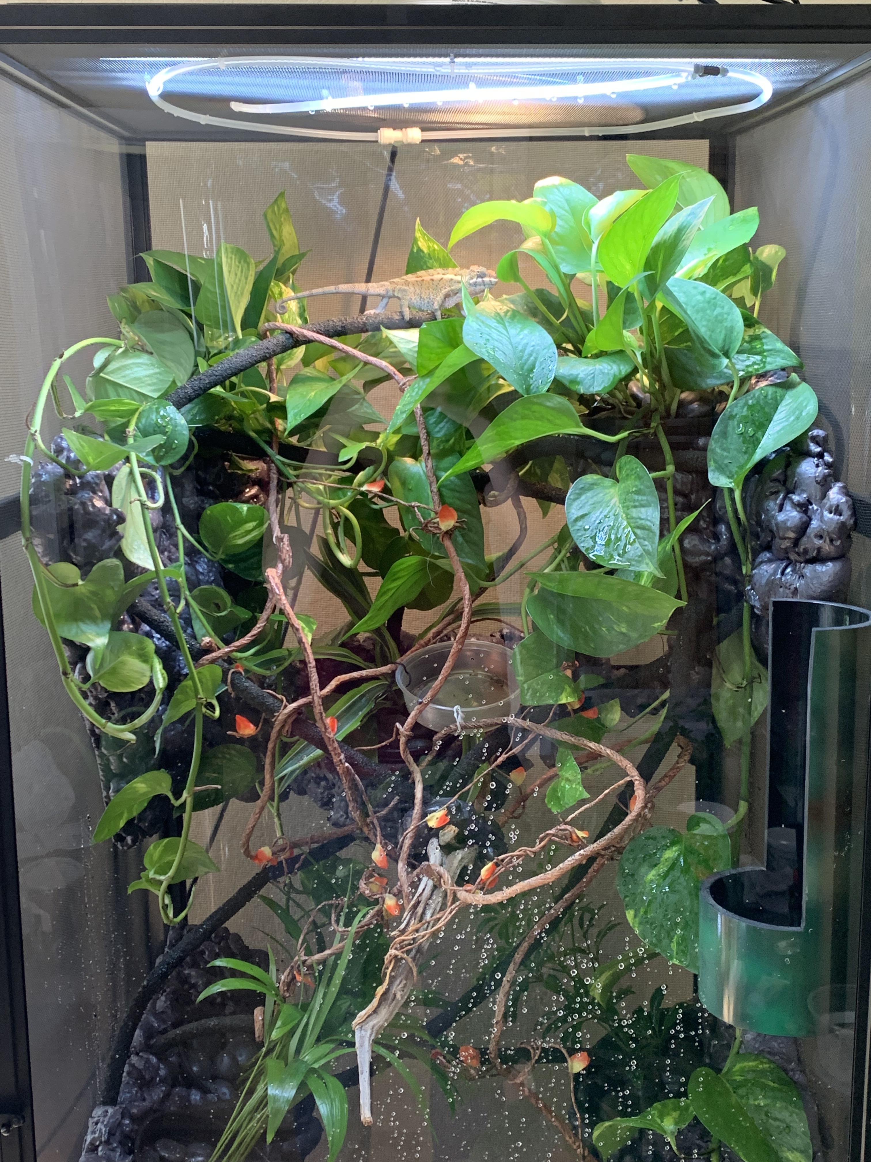 Just put my Cham in a new enclosure! No more fake plants! r/Chameleons