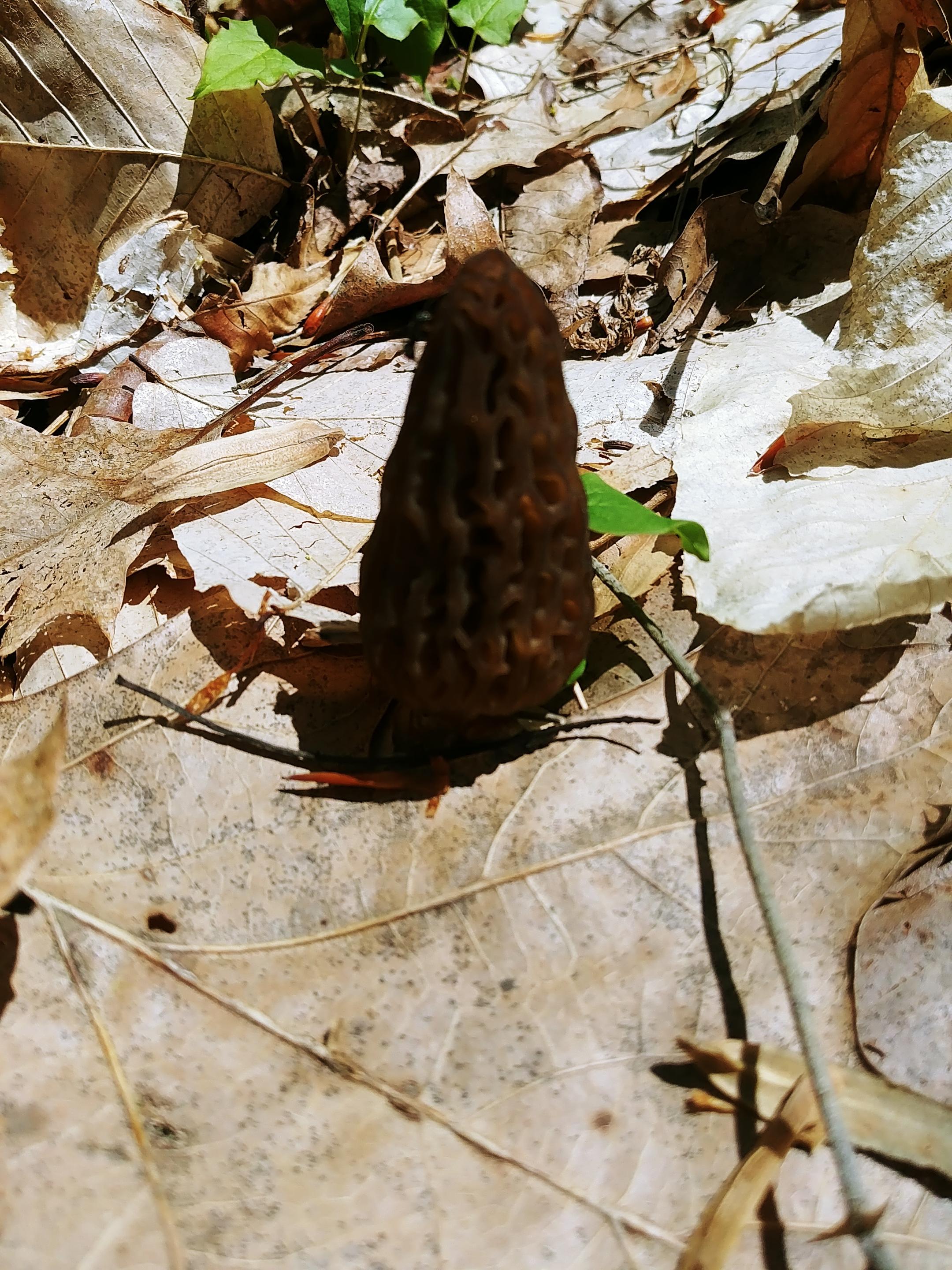 Beautiful black morel from Central Indiana. r/Morel_Hunting