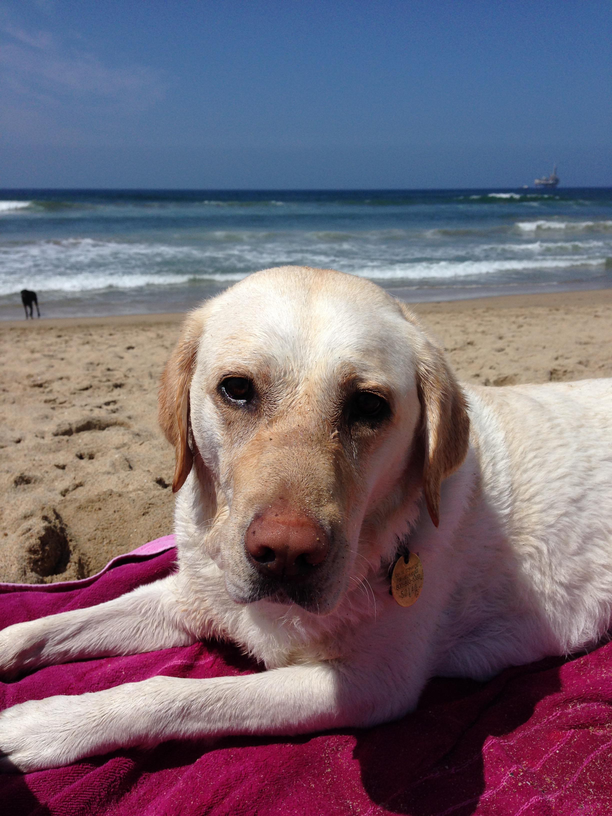 We just had to put down my dog last week and I’d like to make a