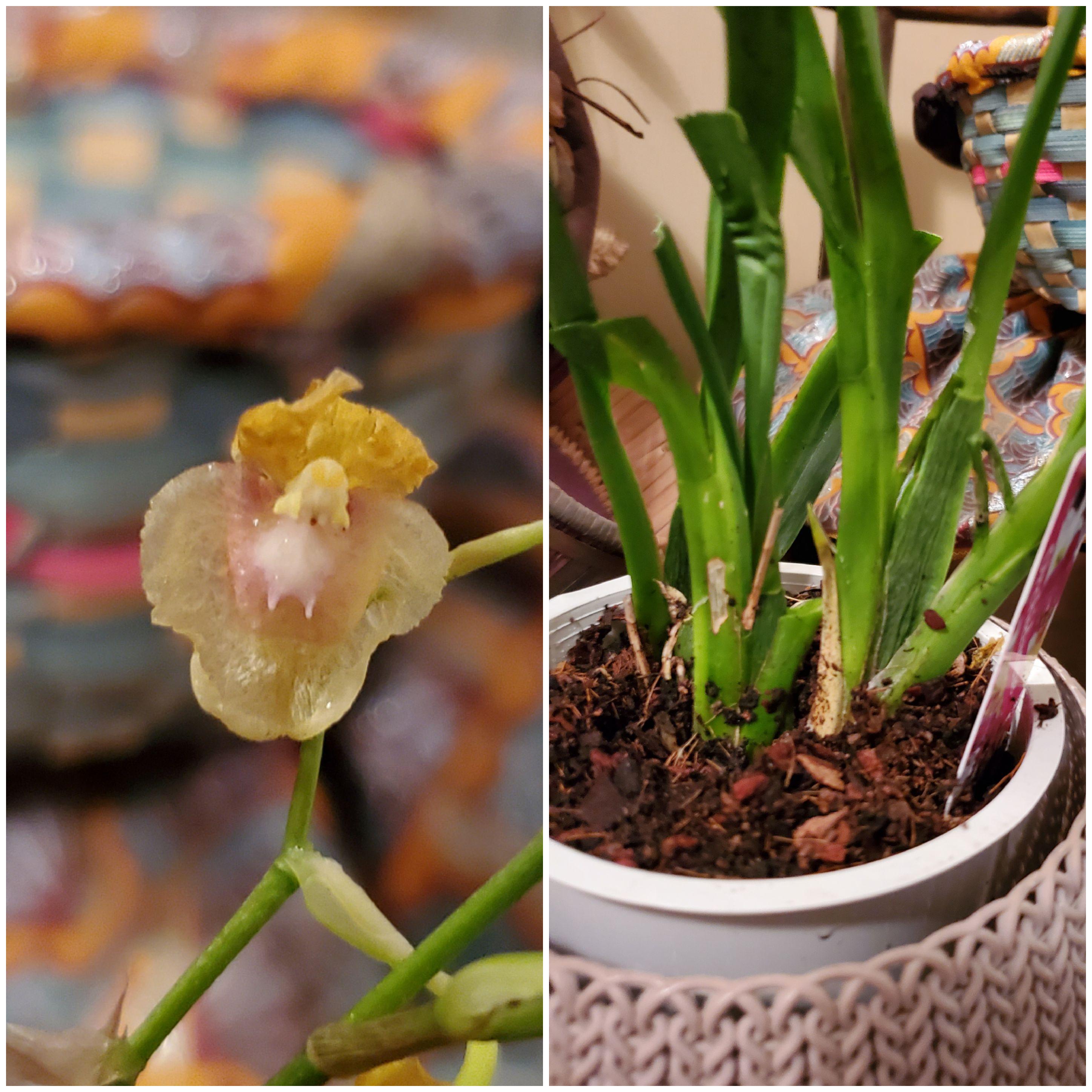 I bought this today!!!🤗 It was in a bit of rough shape but I haven't