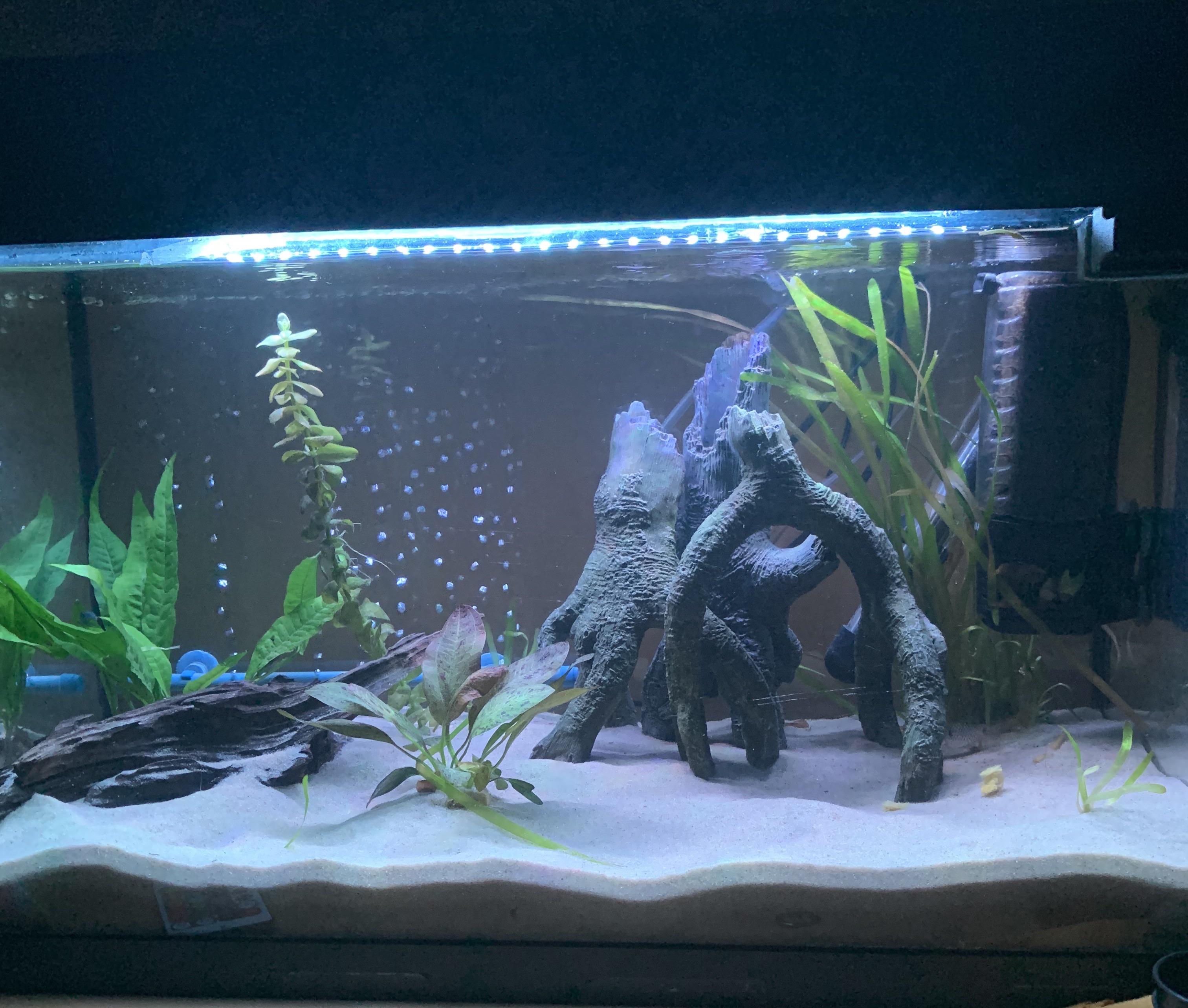 How can I improve this 80L tank? I’ve got 3 Odessa barbs right now, but
