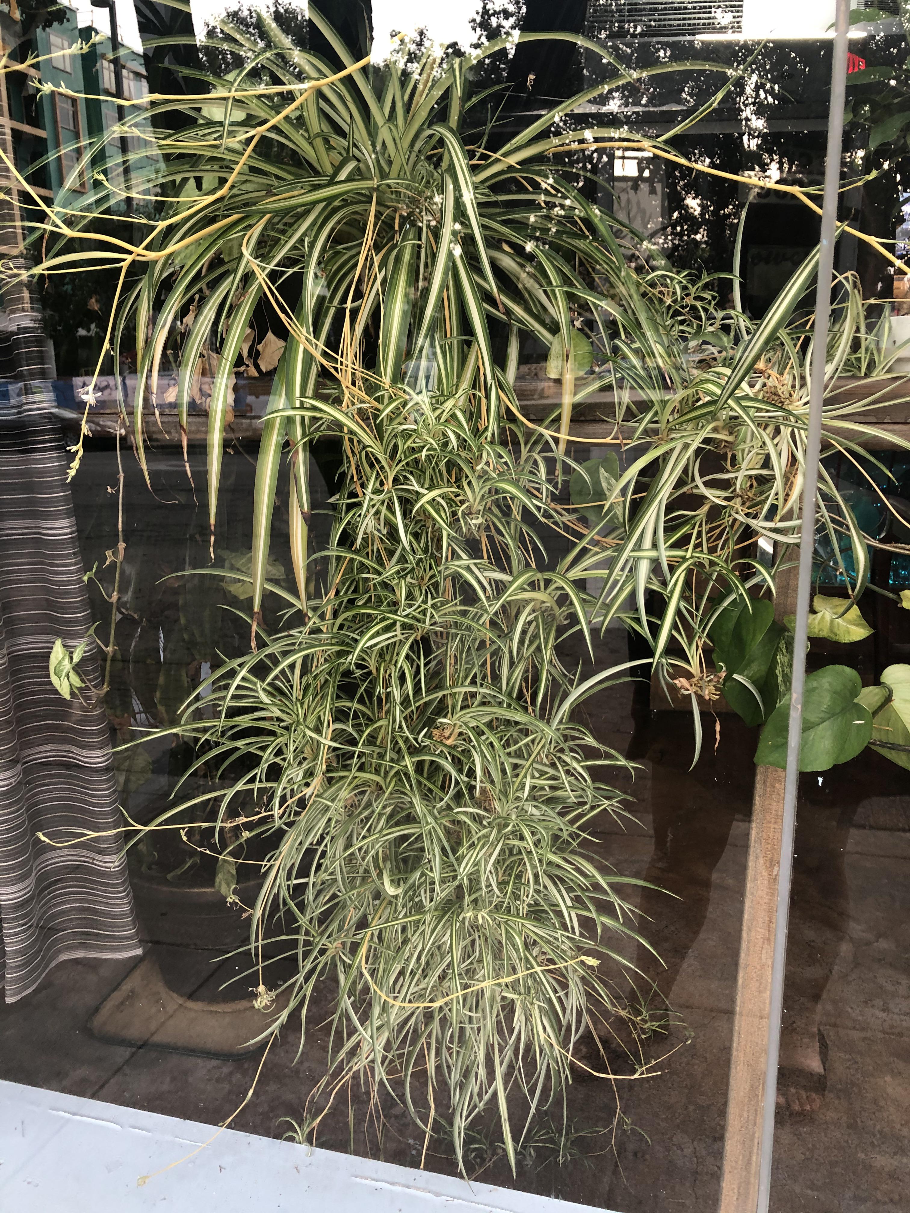 Saw this massive spider plant in a window in Kansas City. Even the