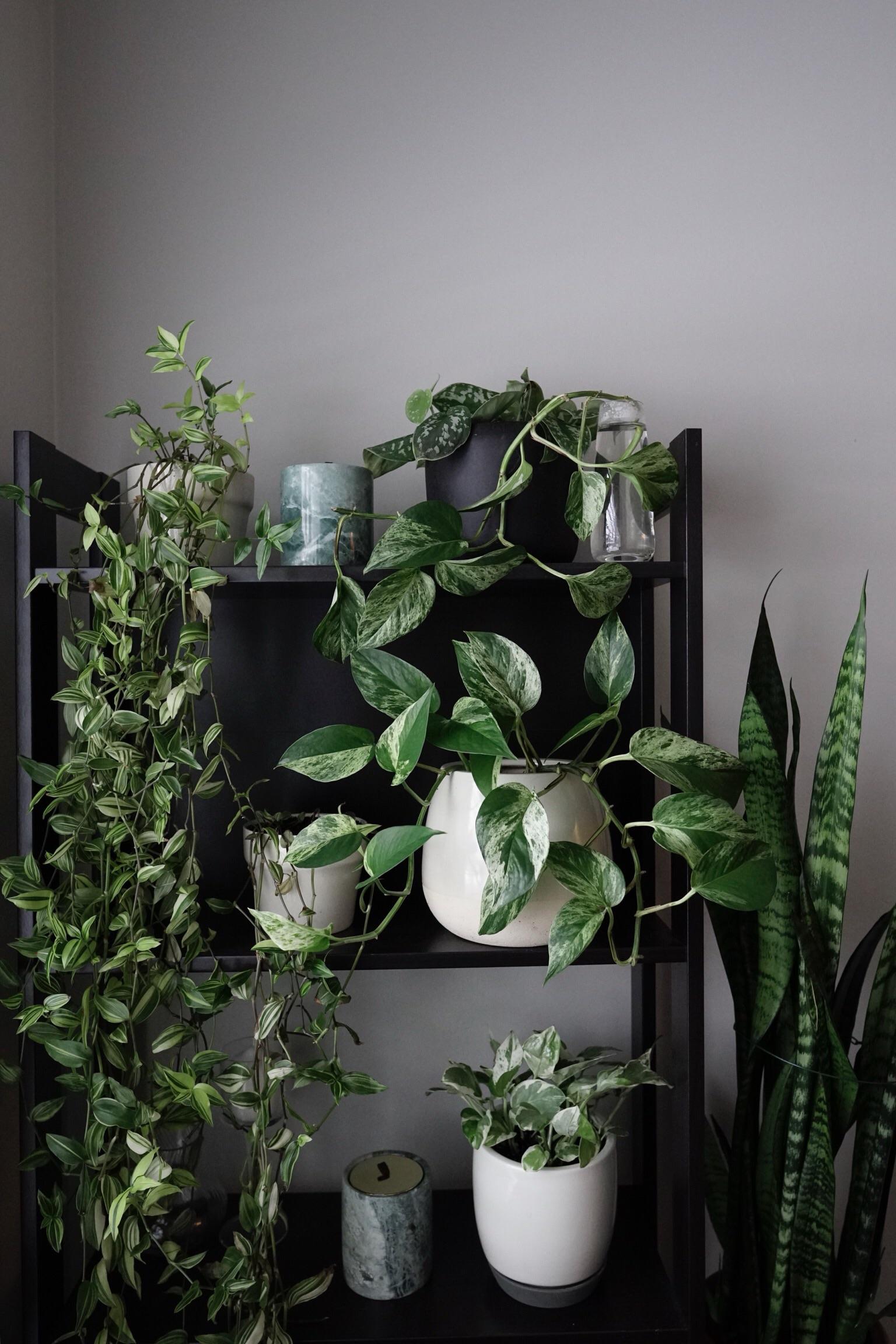 My shelf of viney plants, which also happen to be variegated! r