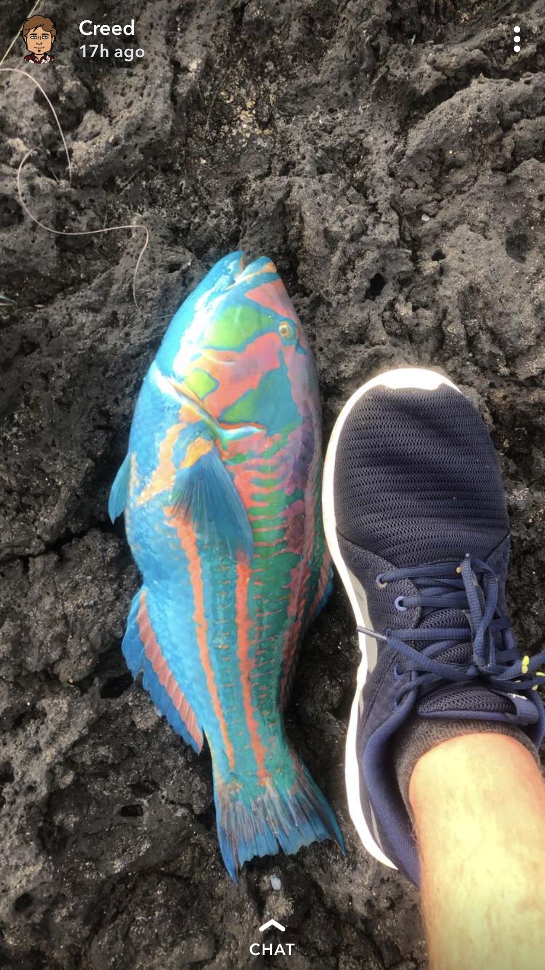 My friend caught this fish off the coast in Hawaii r/pics