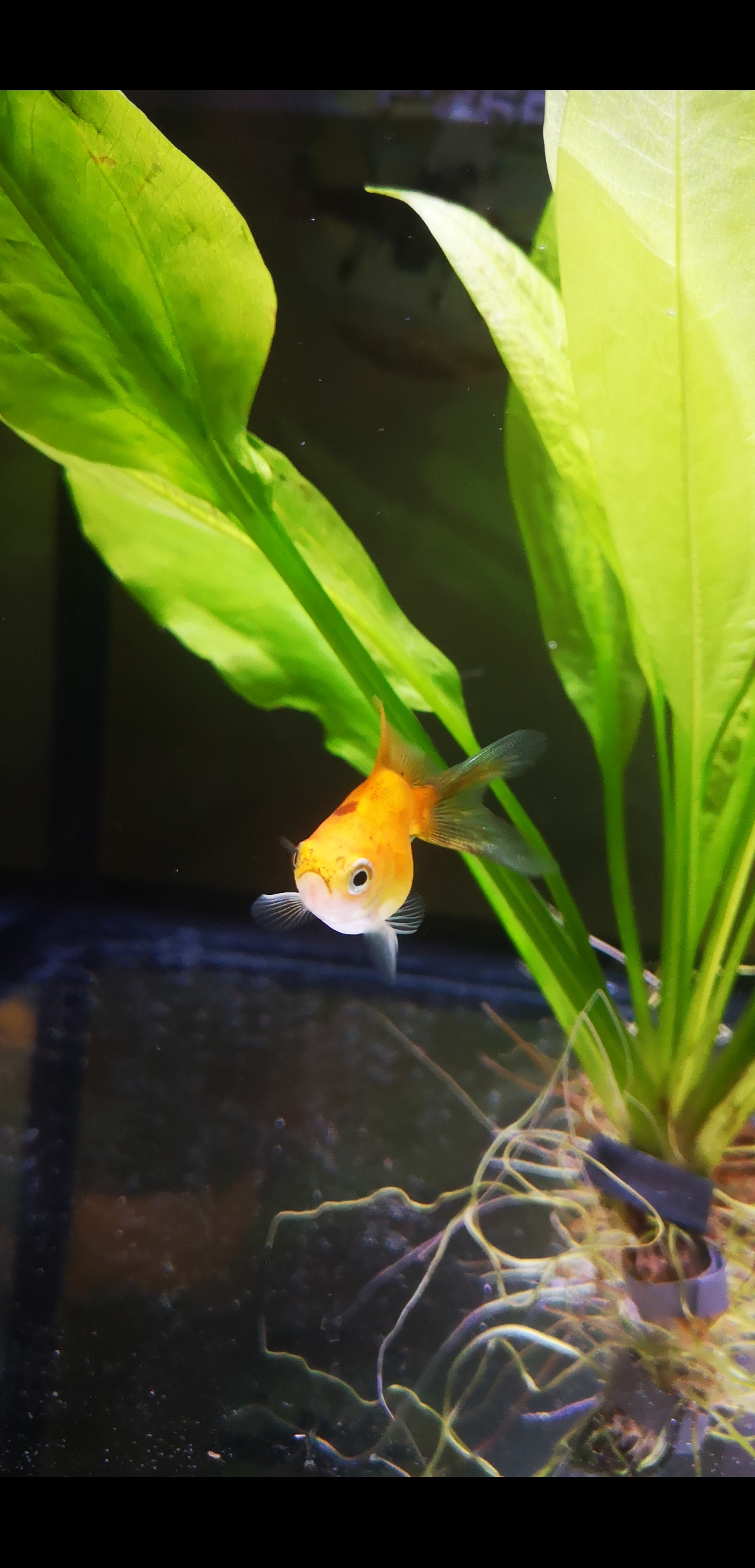 Goldfish fry I found living in my filter r/Aquariums
