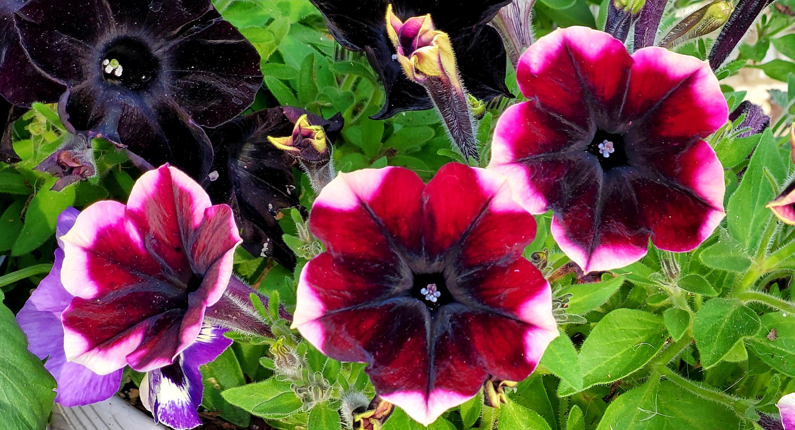 'Crazytunia' Blackberry Jam (Black Mamba in background) r/gardening