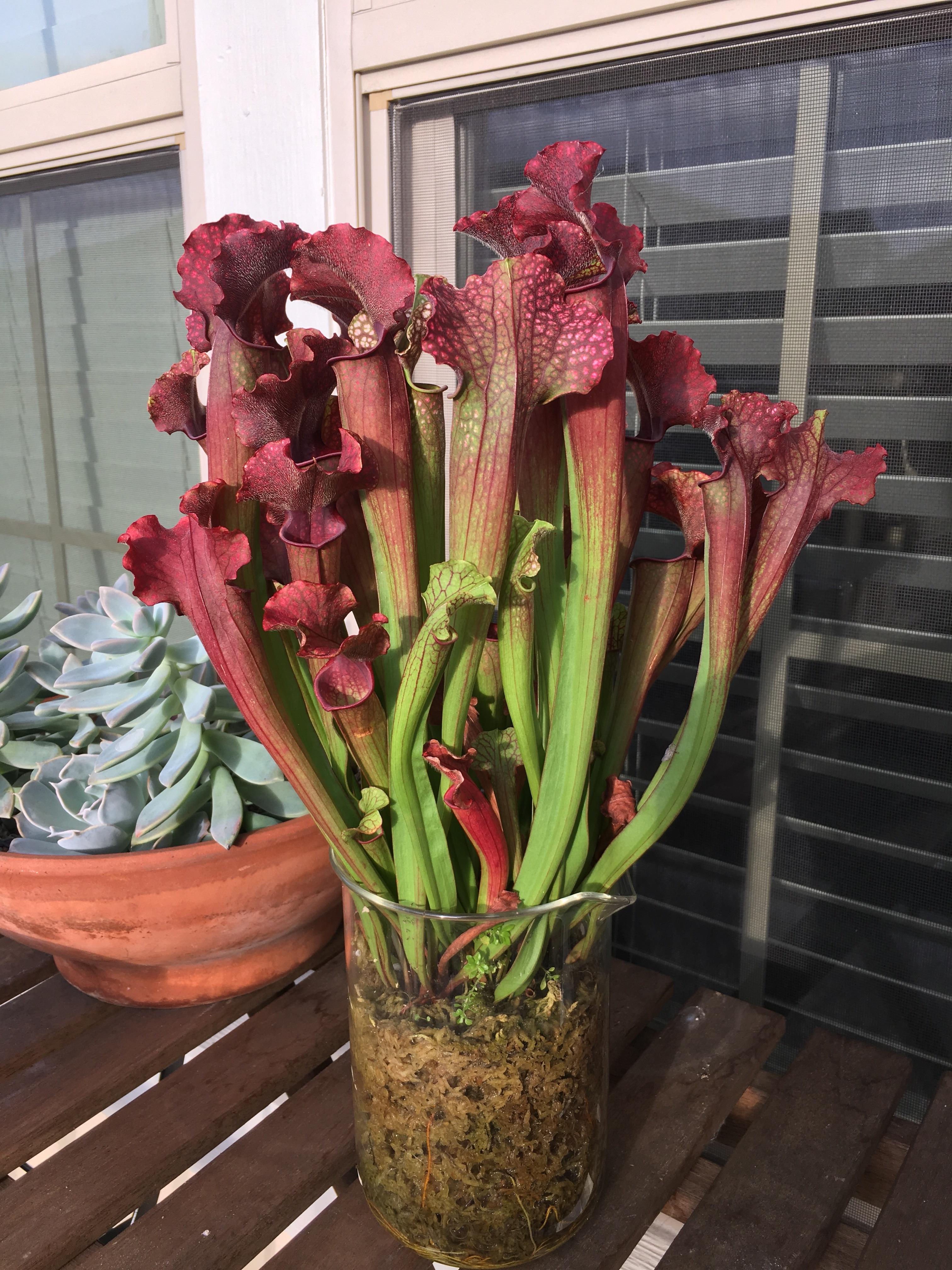 My pride and joy. r/SavageGarden