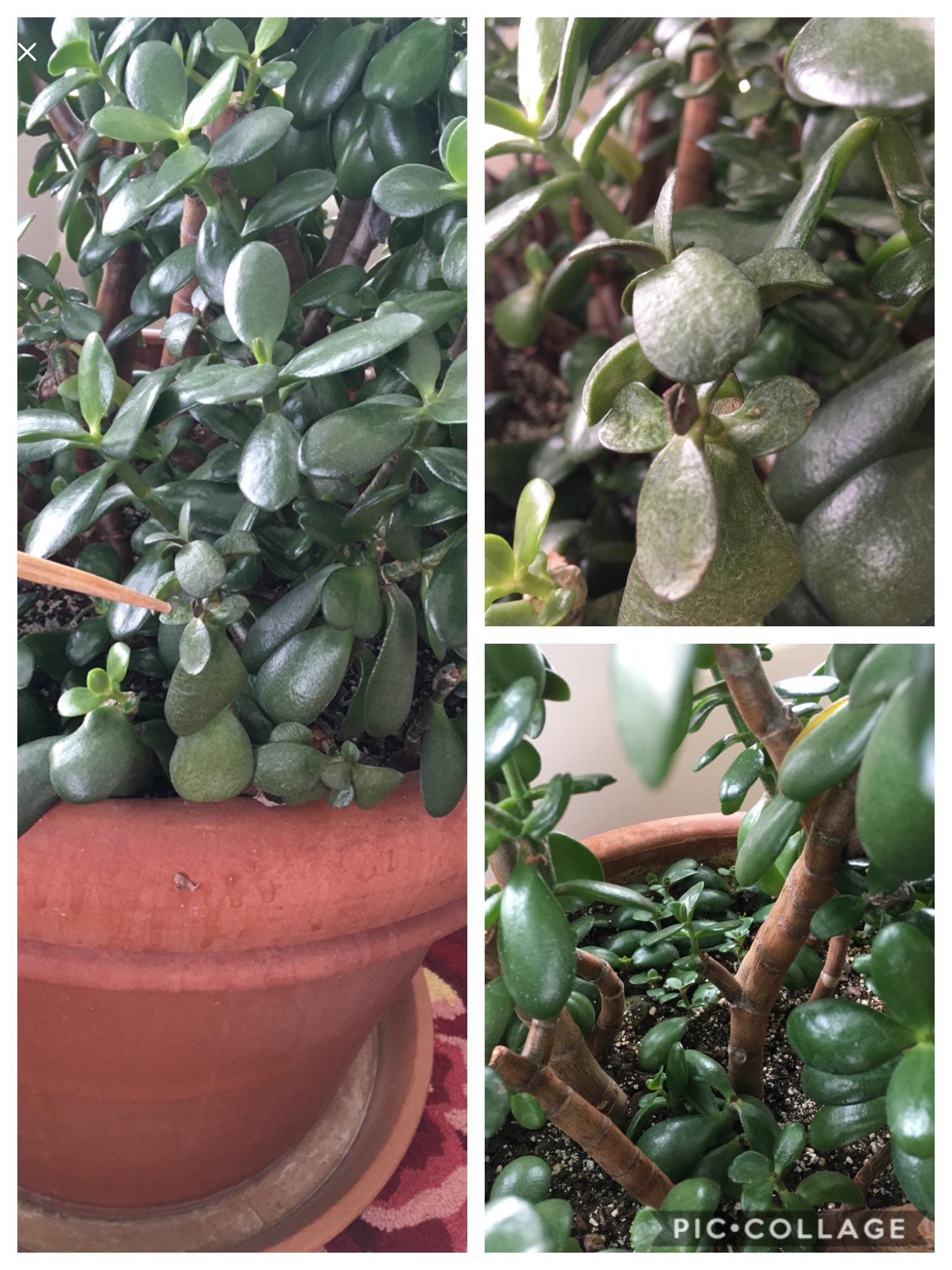 Jade same section keeps dying succulents