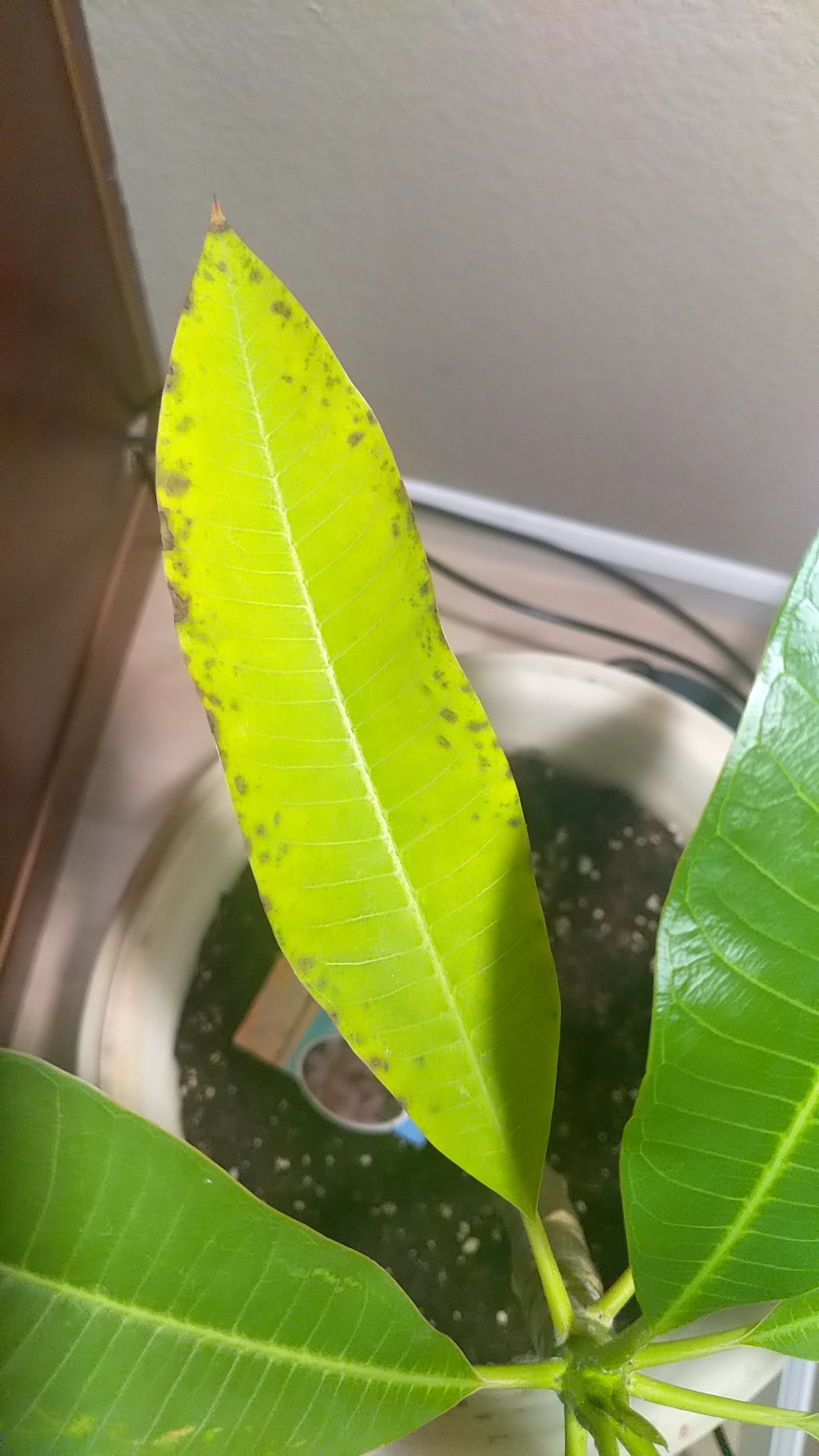 Why does my Plumeria leaf do this? r/gardening