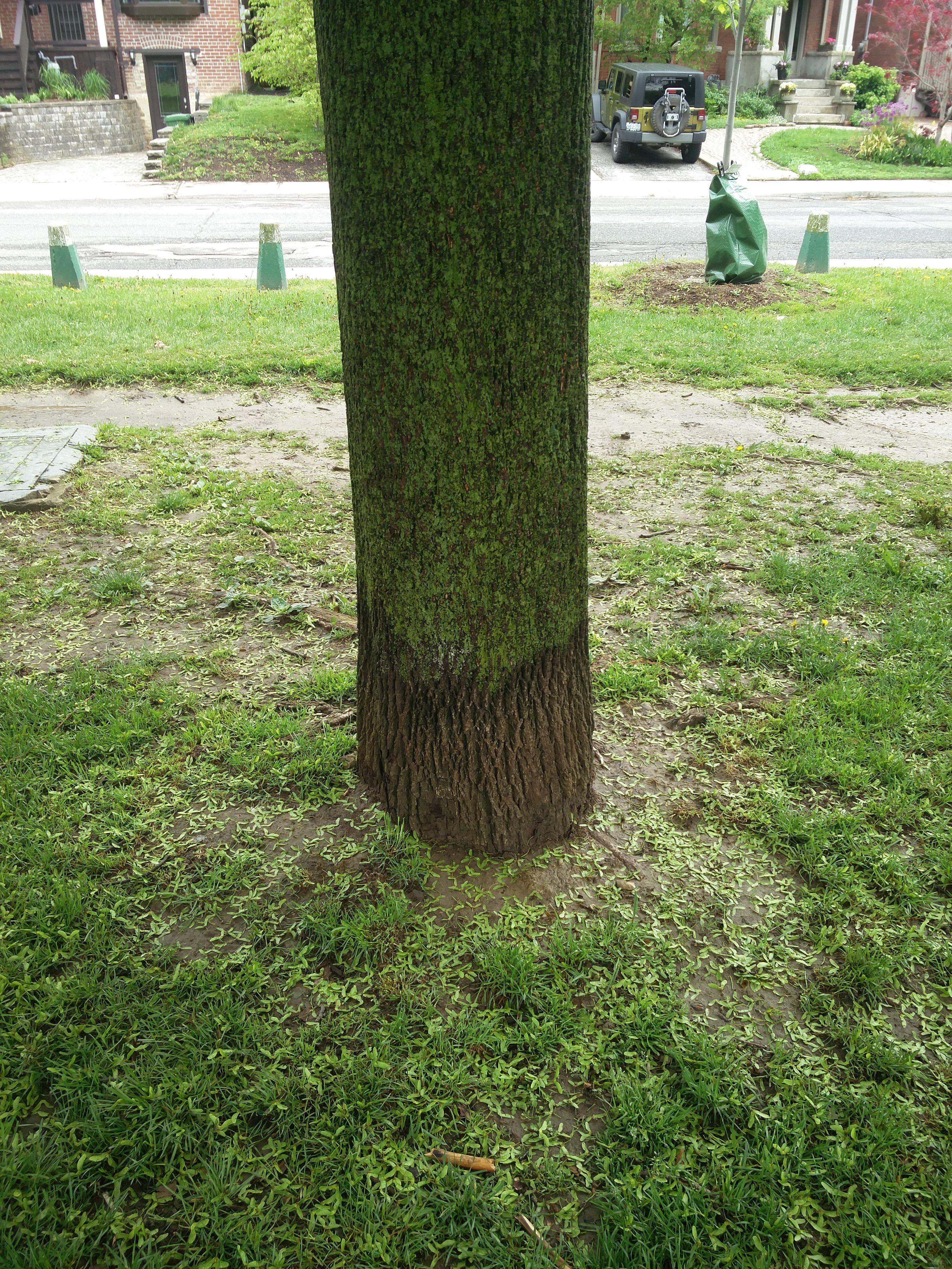 This tree has a distinct line where moss won't grow because dogs pee