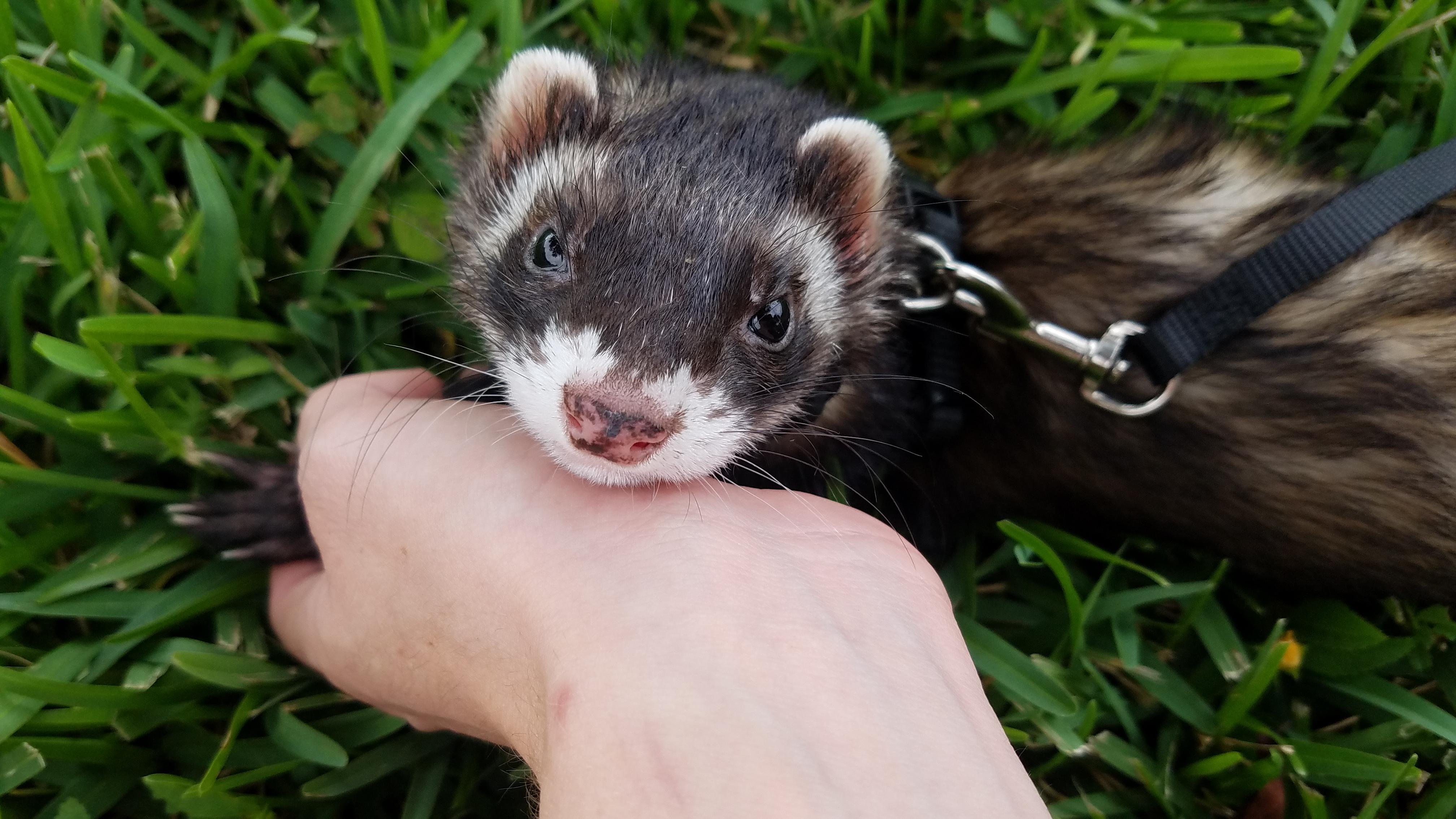 My boy juniper suddenly had seizures and lost the ability to walk a