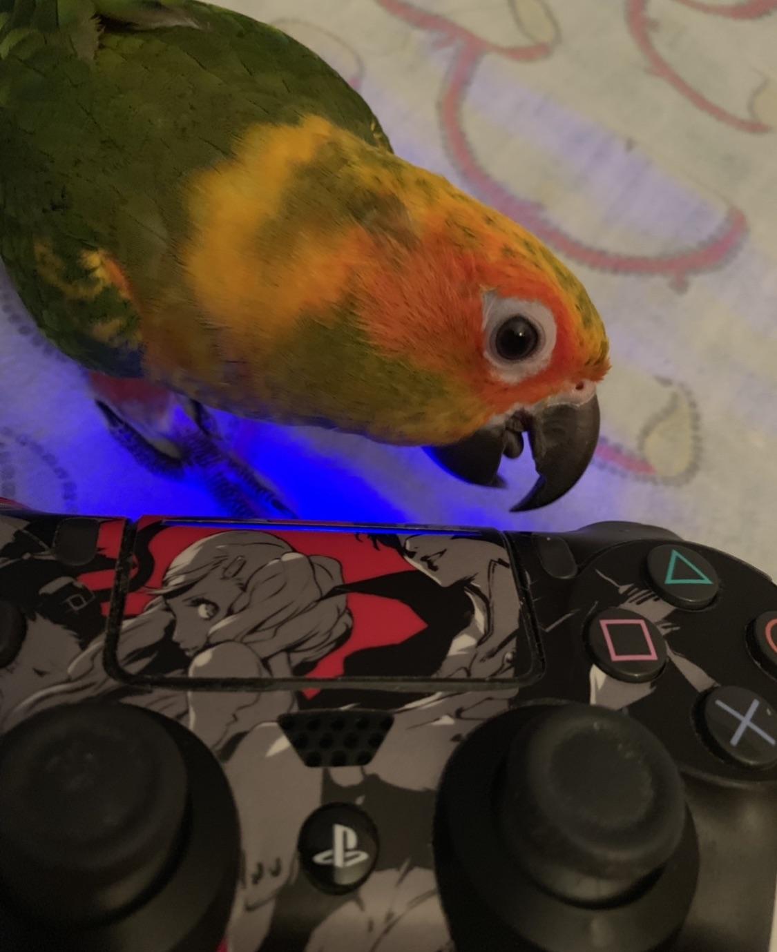 He keeps attacking the controller. I think he might be an Xbox fan. r