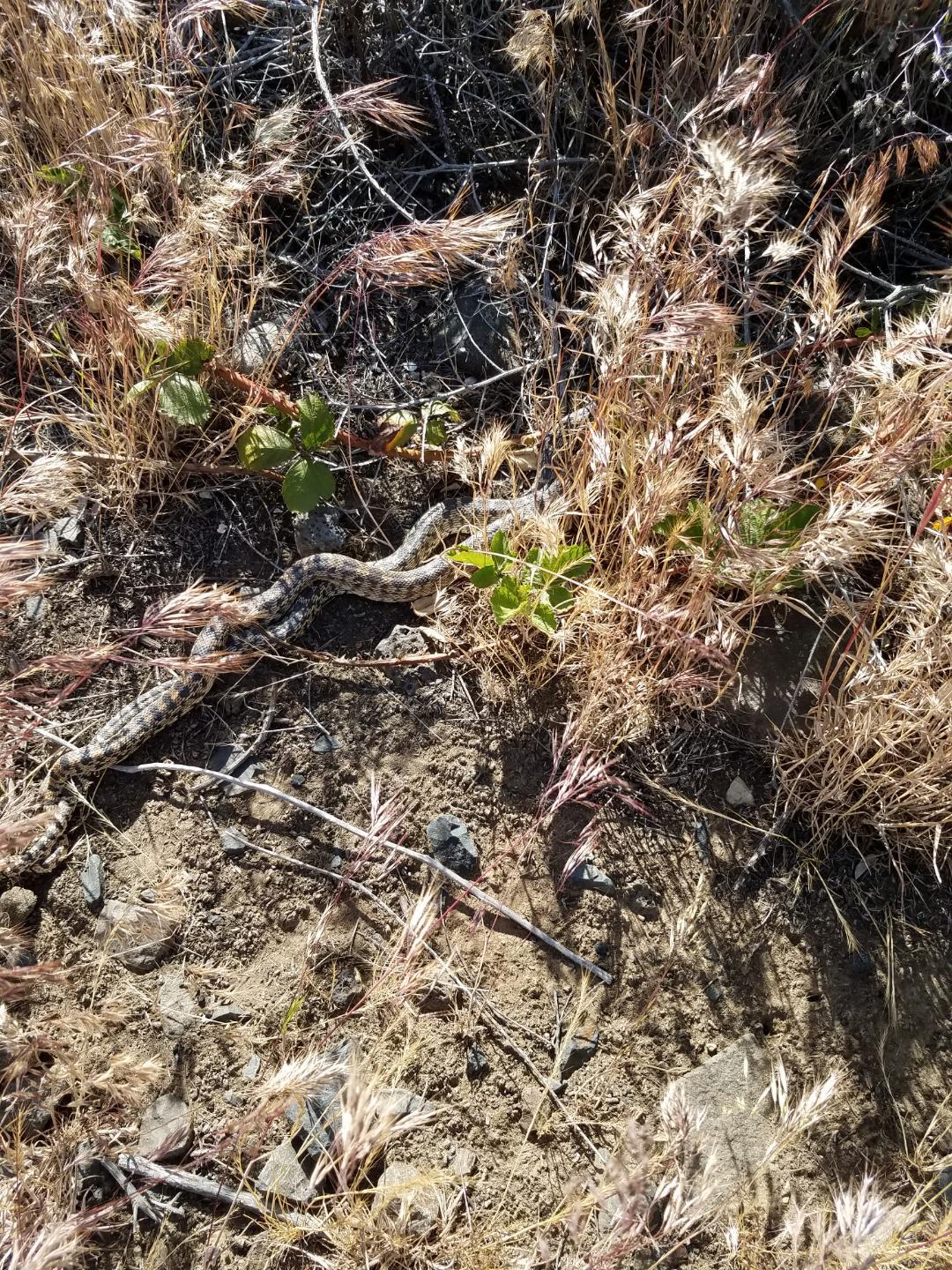 Two gopher snakes mating in Oregon r/snakes