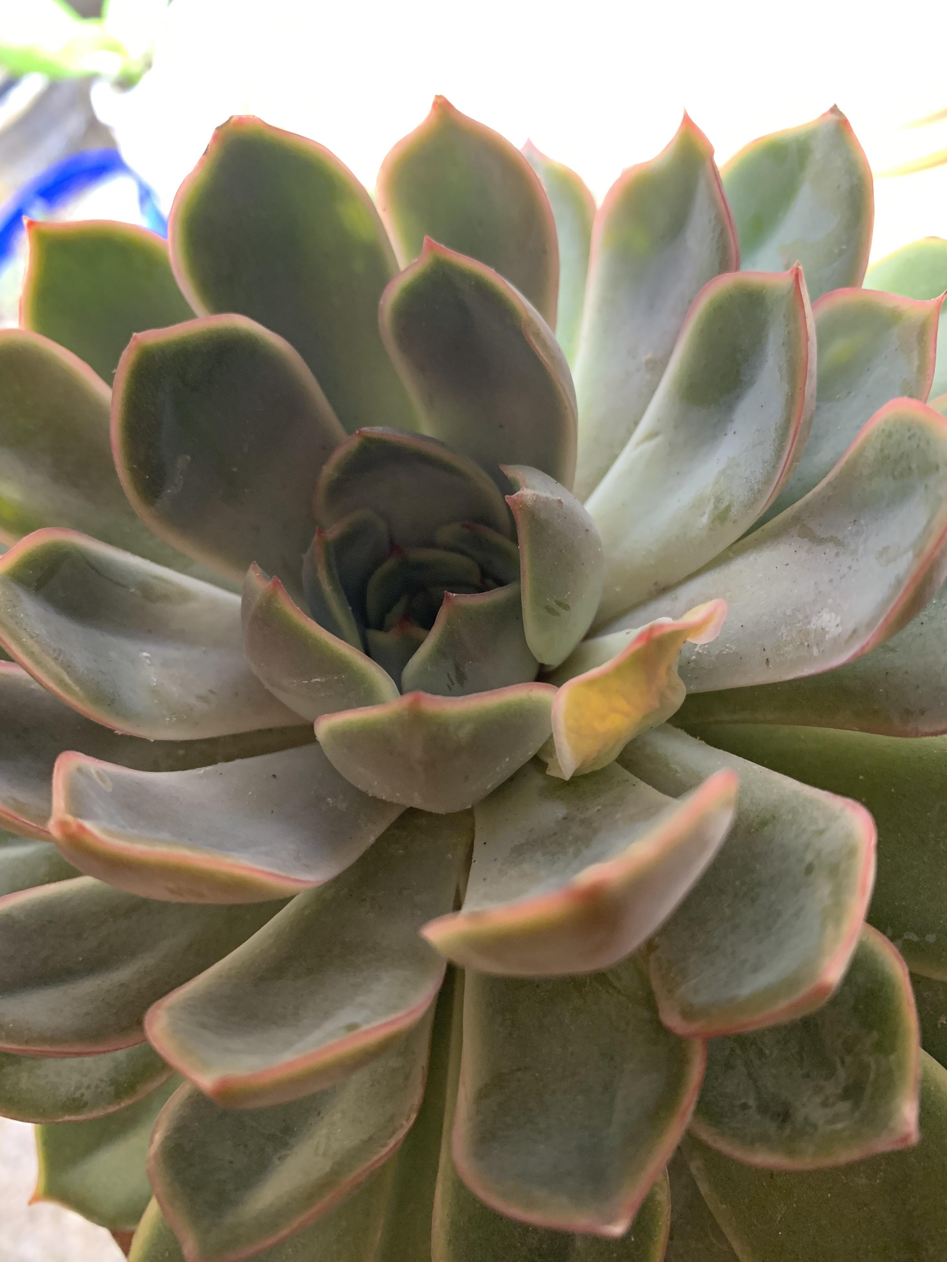 Why is this leaf shriveling up in the middle of my otherwise healthy