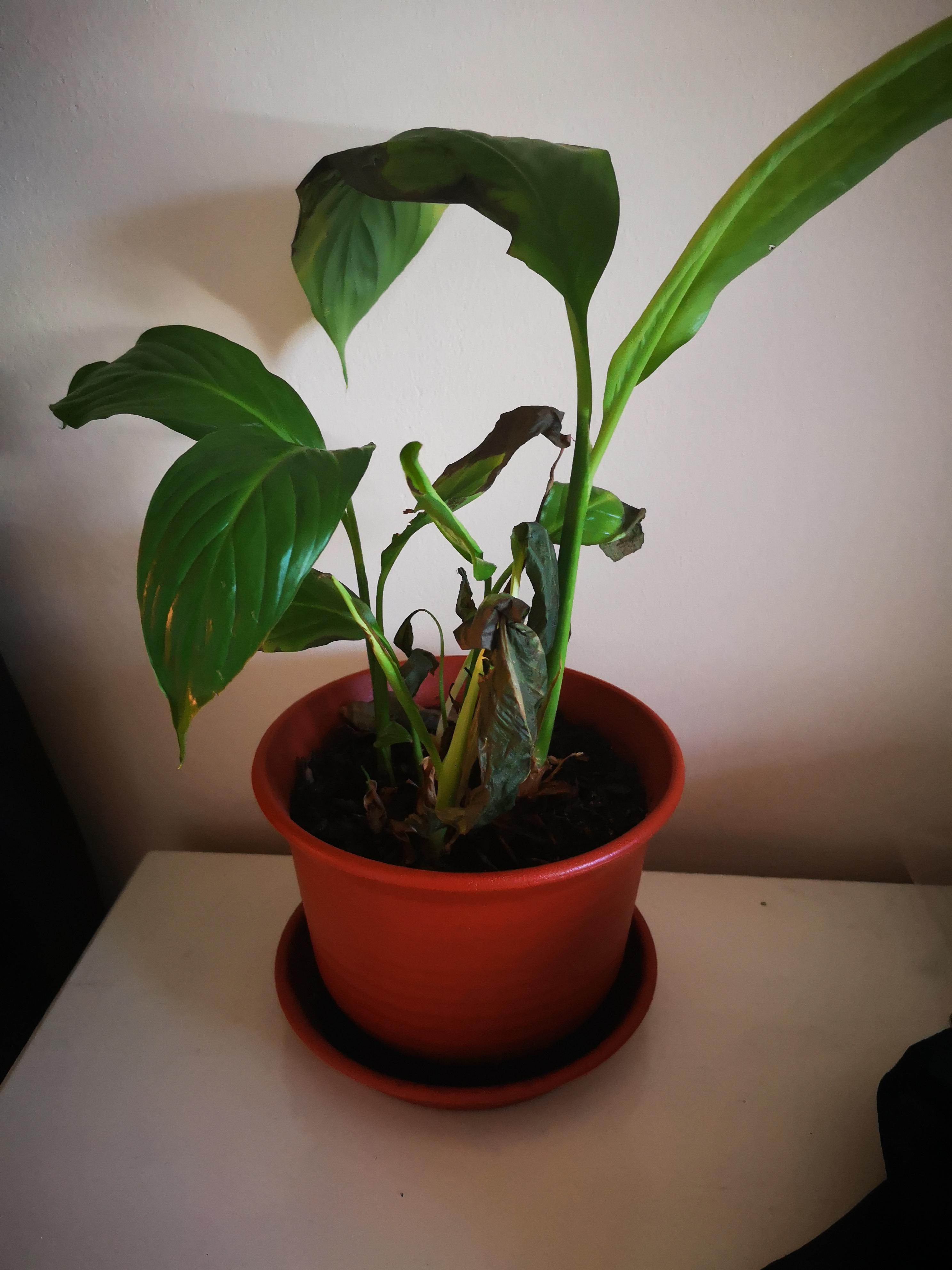 My peace lily is slowly dying, please help! r/plantclinic