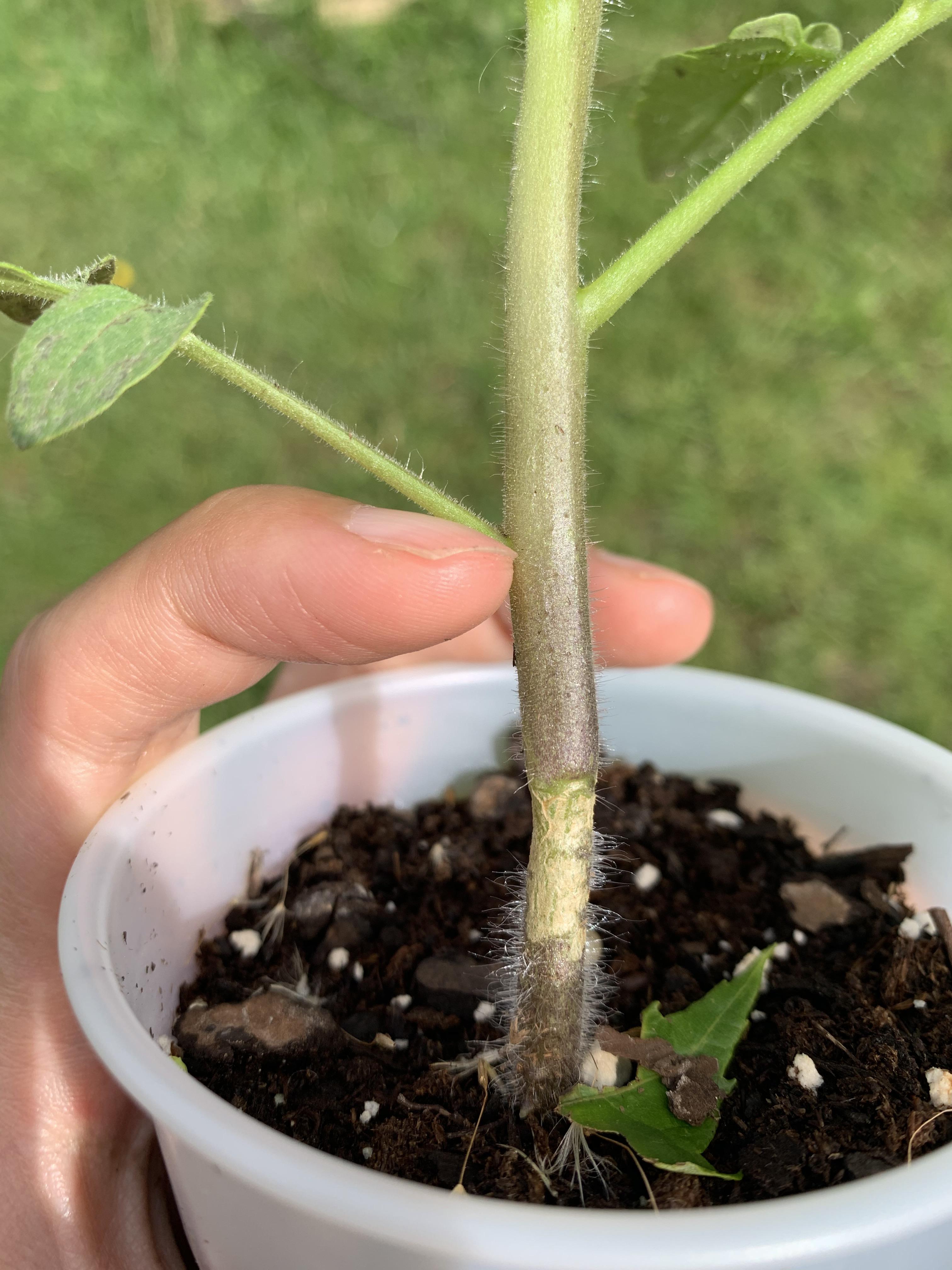 Tomato seedling help r/SquareFootGardening
