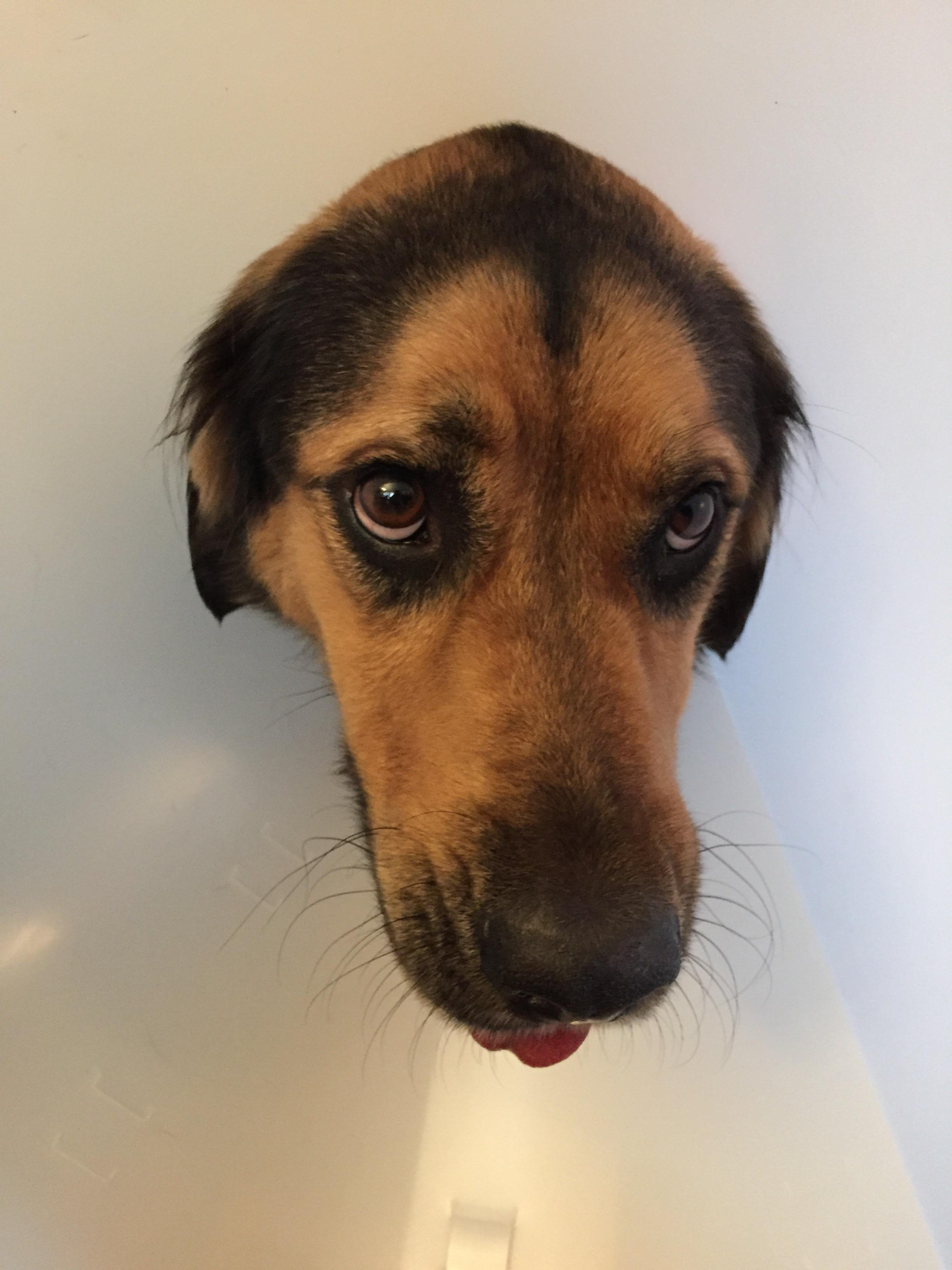 Dopey Looking Dogs USA Store