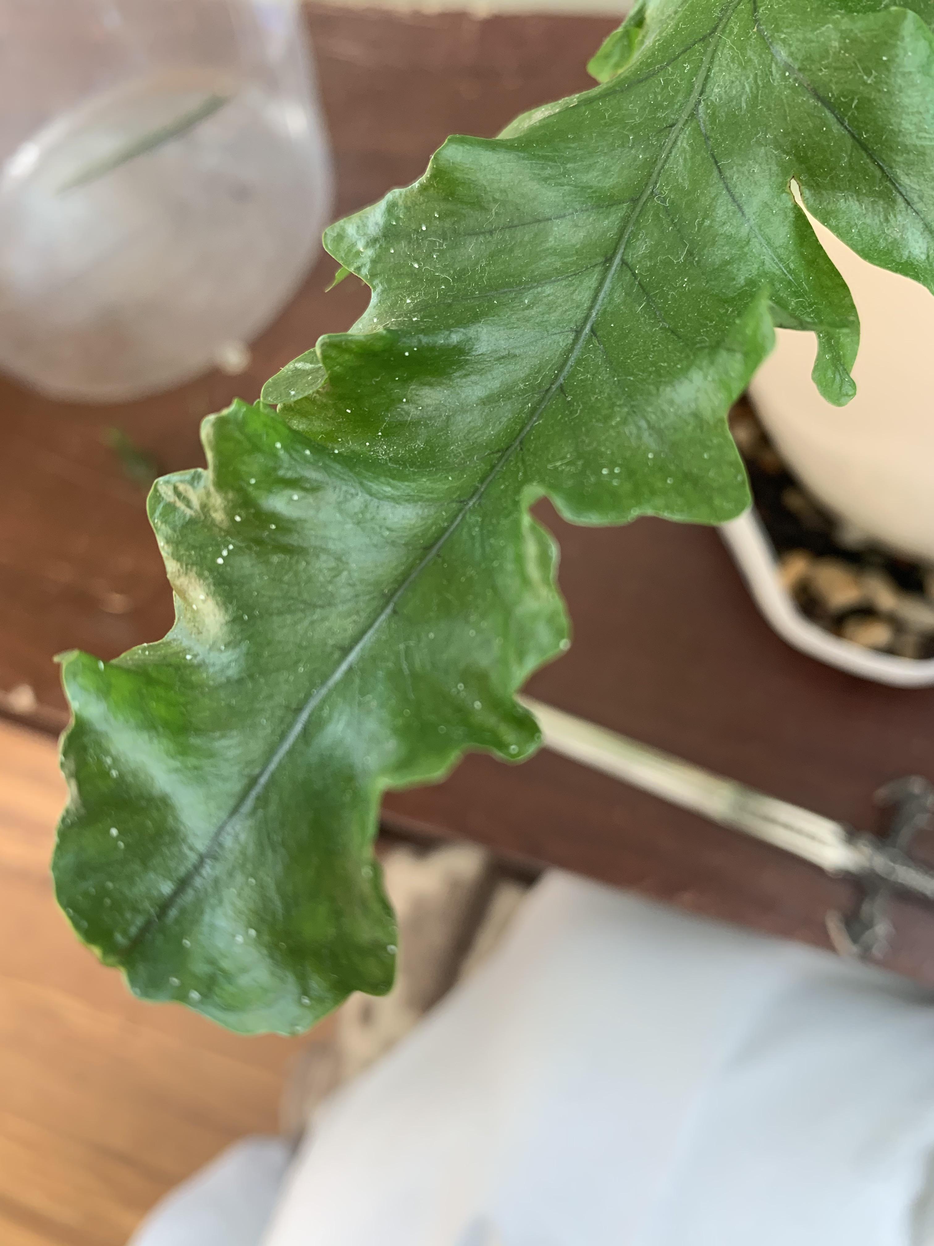 Help!!! What the heck is this on my fern? Teeny tiny white specks