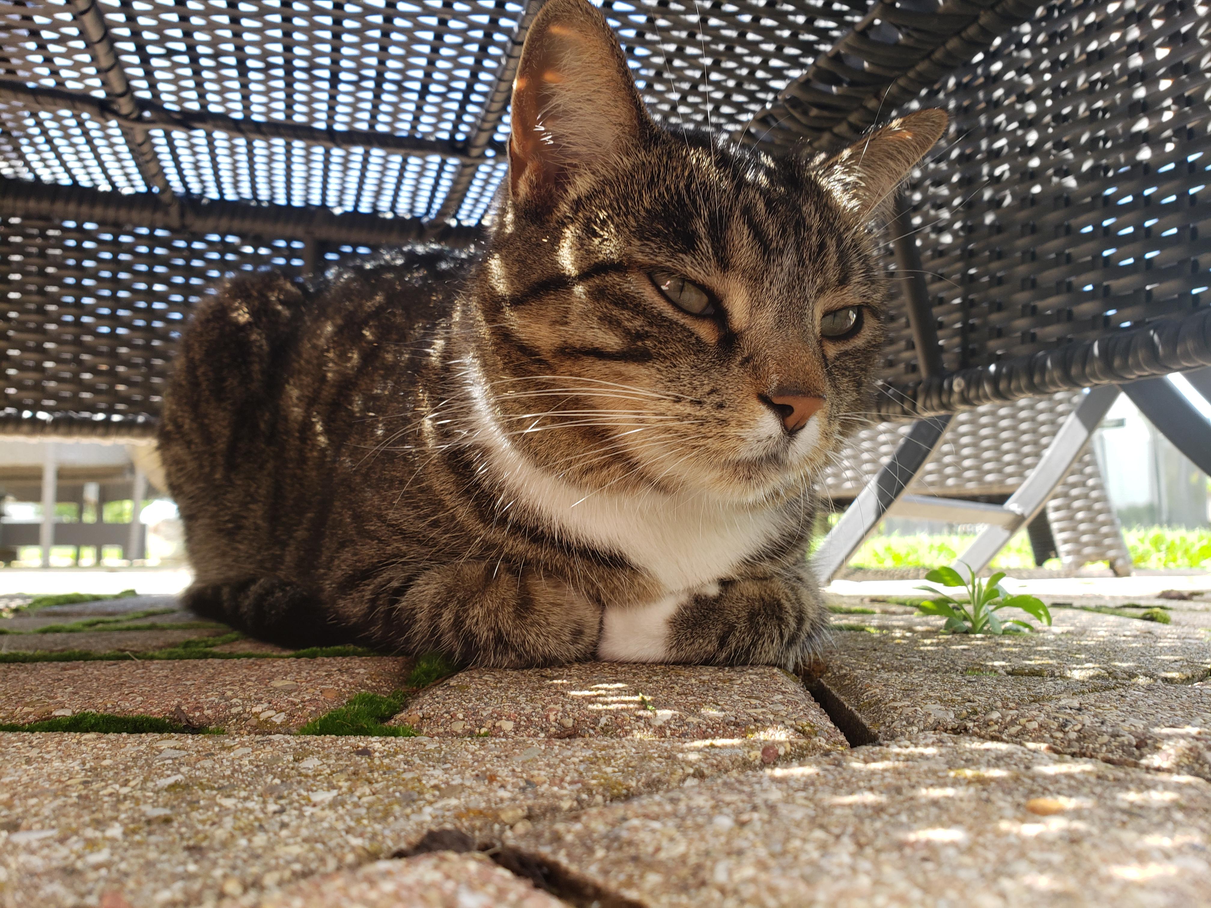 My cat Molly loves to sleep under my chair on the porch r/cats