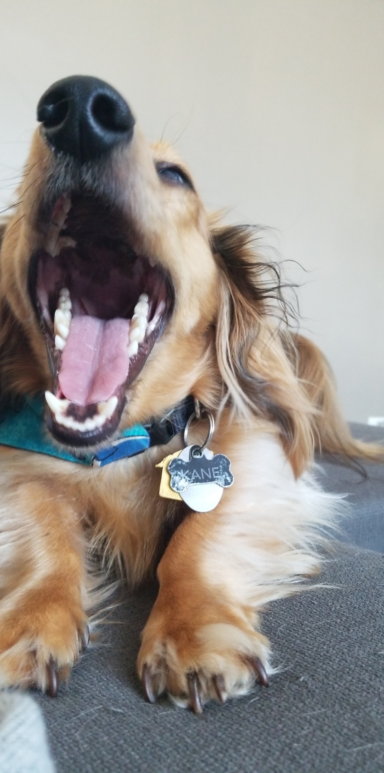 Do your Dachshunds yellyawn when they stretch too? It's the cutest