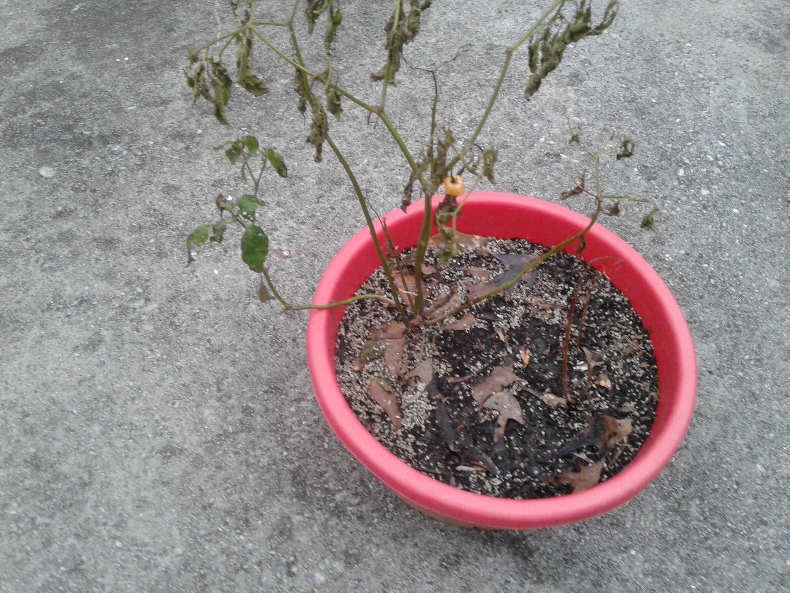 Can My OverWintered Habanero Plant Be Saved? r/PepperLovers