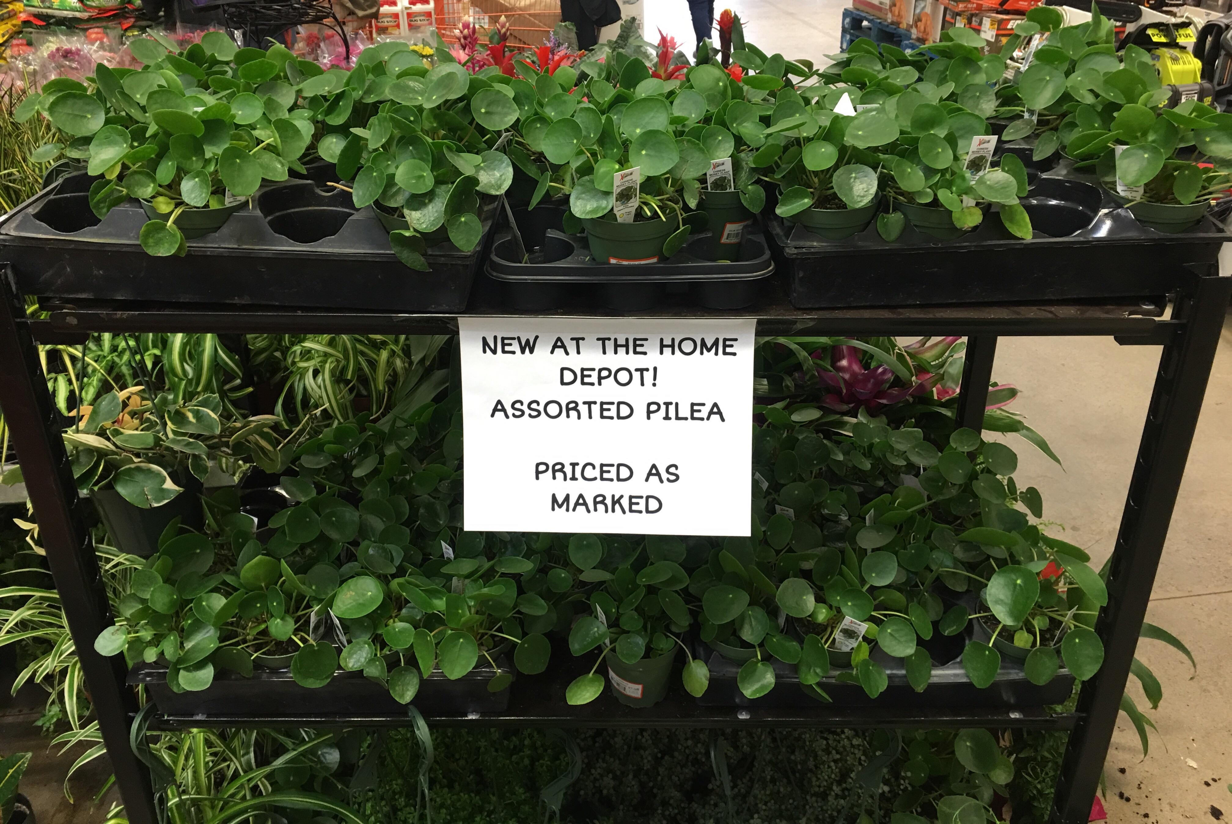 Home Depot is selling 4 inch Pilea (aka Chinese Money Plant) pots for