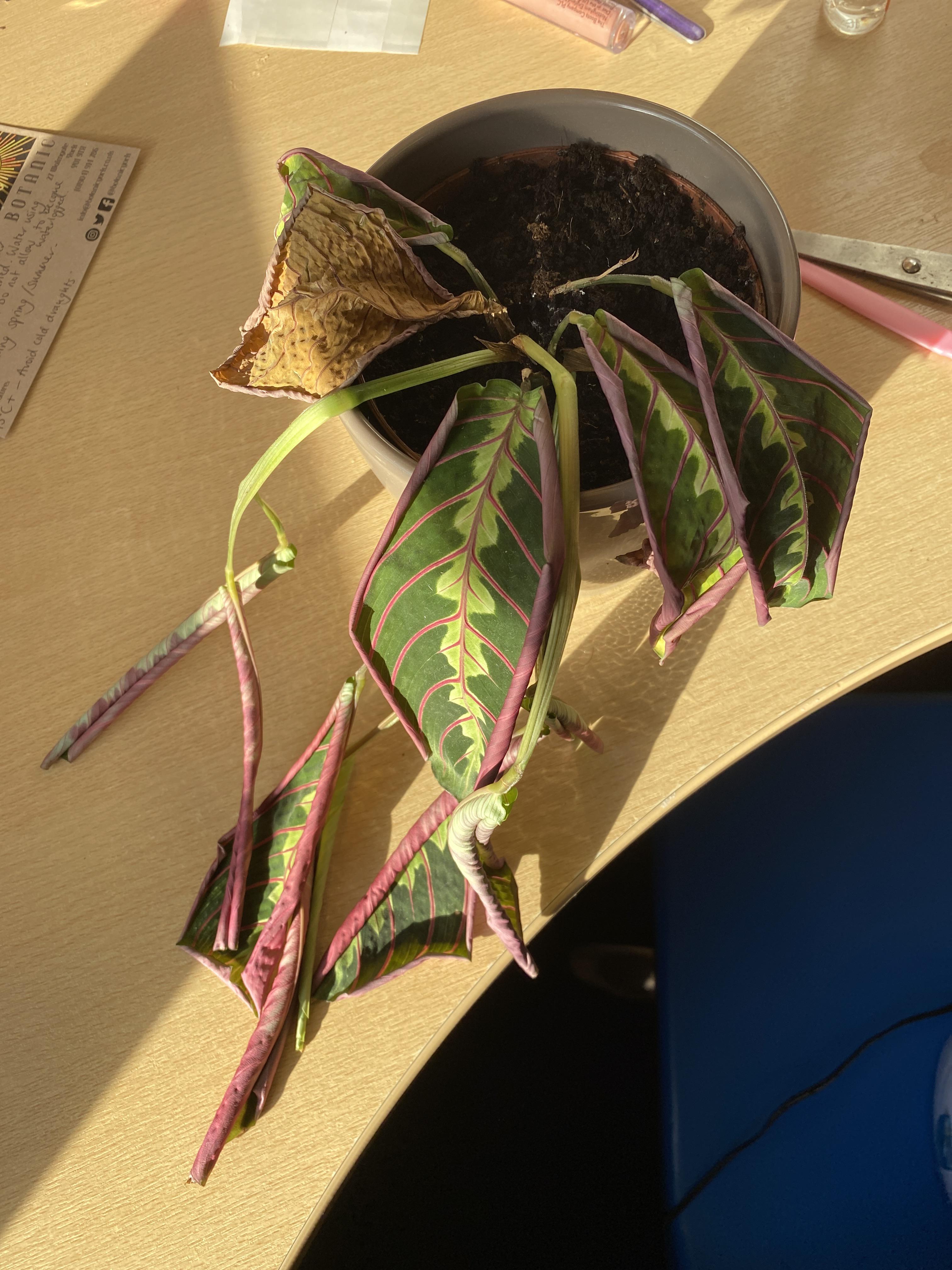 My prayer plant is curling and droopy with 2 presumably dead leaves