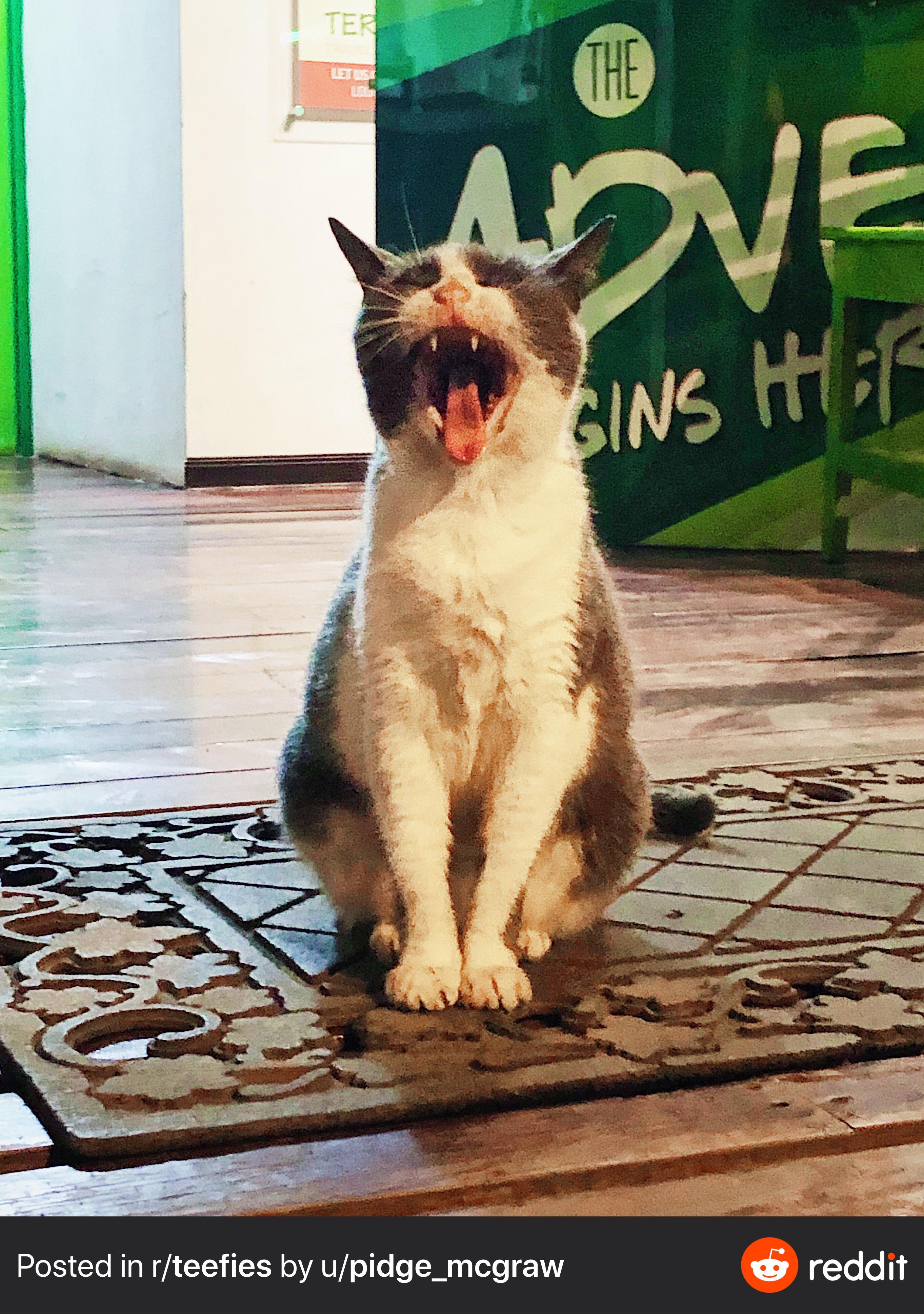 Costa Rican gato teef. Tongue out for effect. teefies