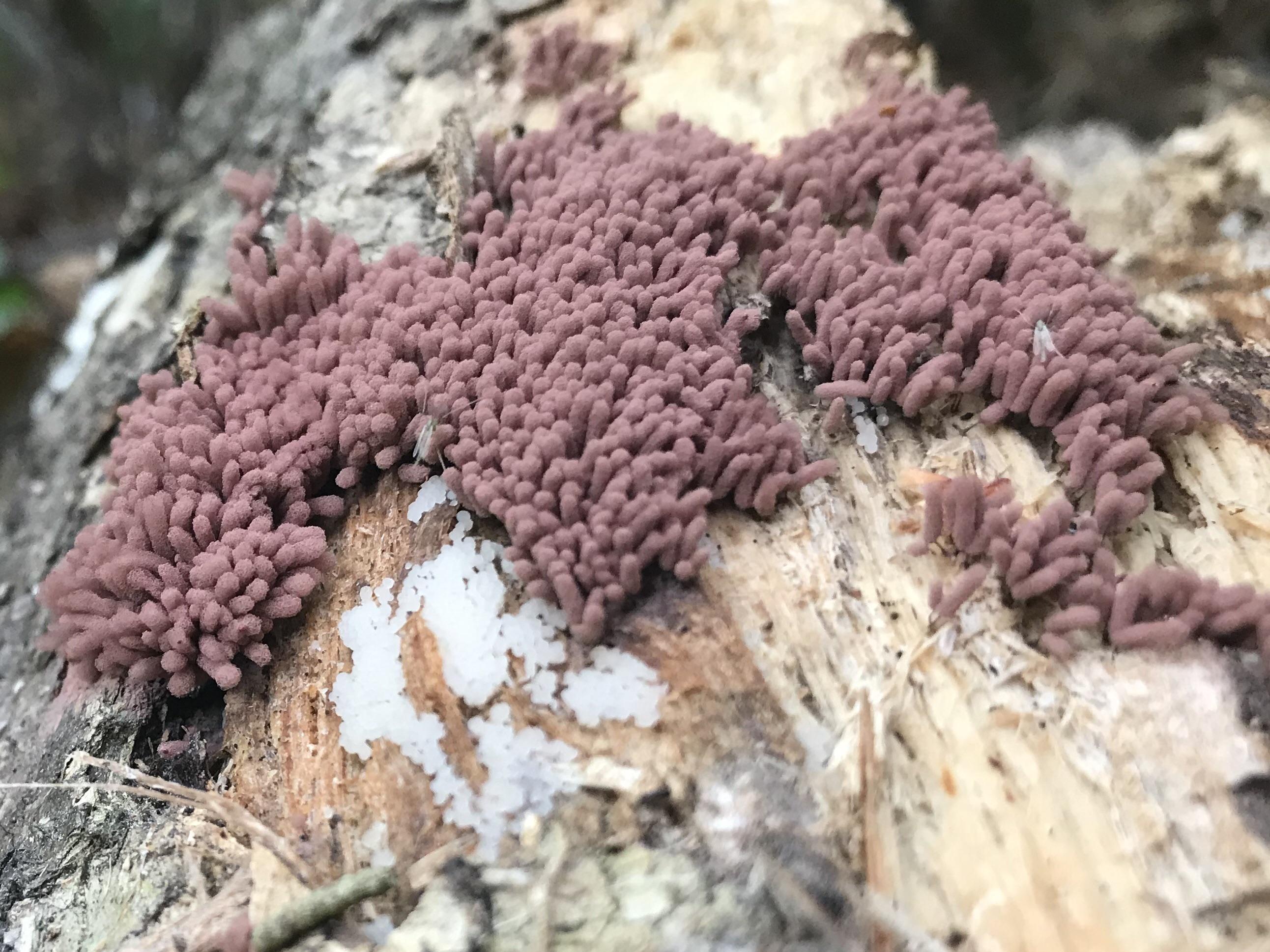 Came across this 70s shag carpet fungus on a downed log in Massachusetts. r/mycology