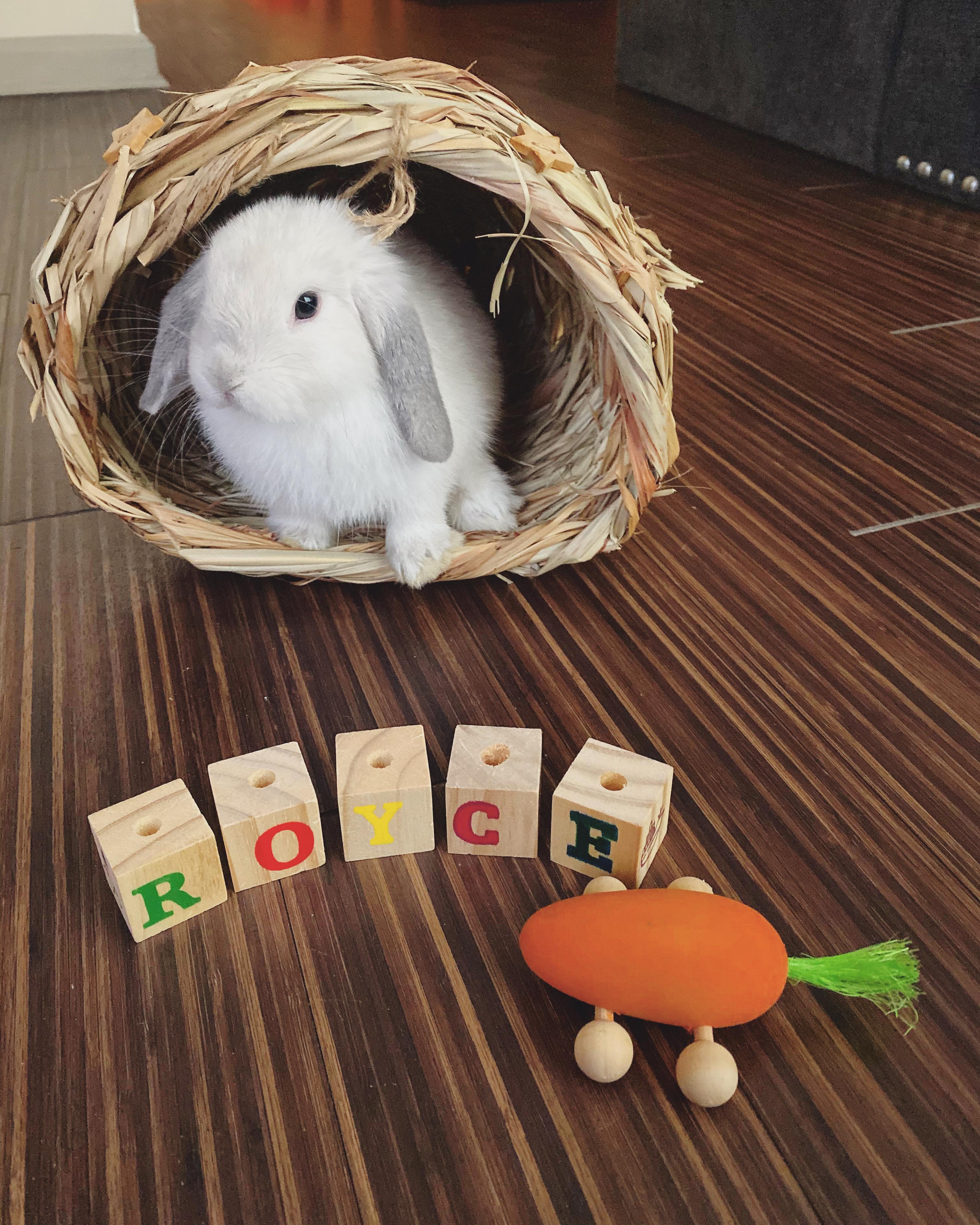 Only took 100 tries to get him to sit still for this. r/Rabbits