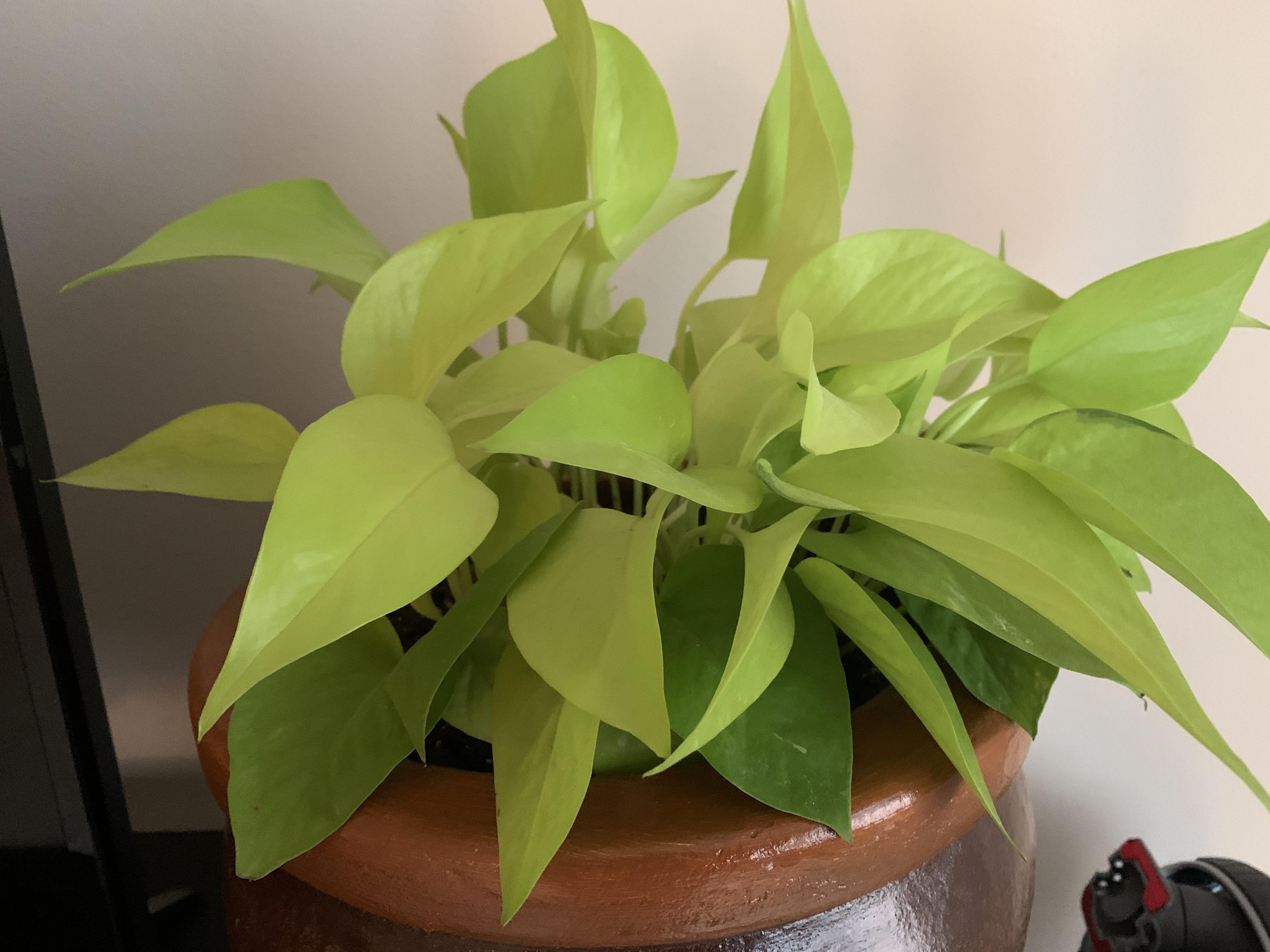 I’ve had this pothos for almost a year now and it has not