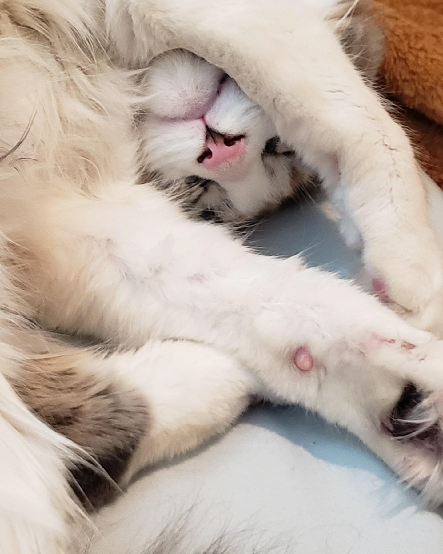 Do all your kitties have multicolor toe beans too? [My girl Ebi, 11.5