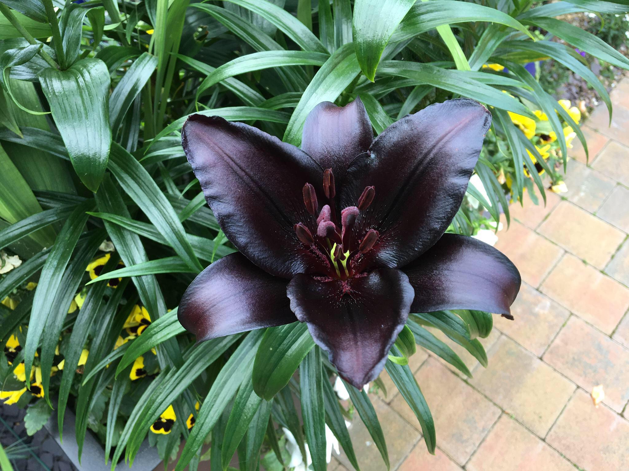 🔥 Near perfect black lily r/NatureIsFuckingLit